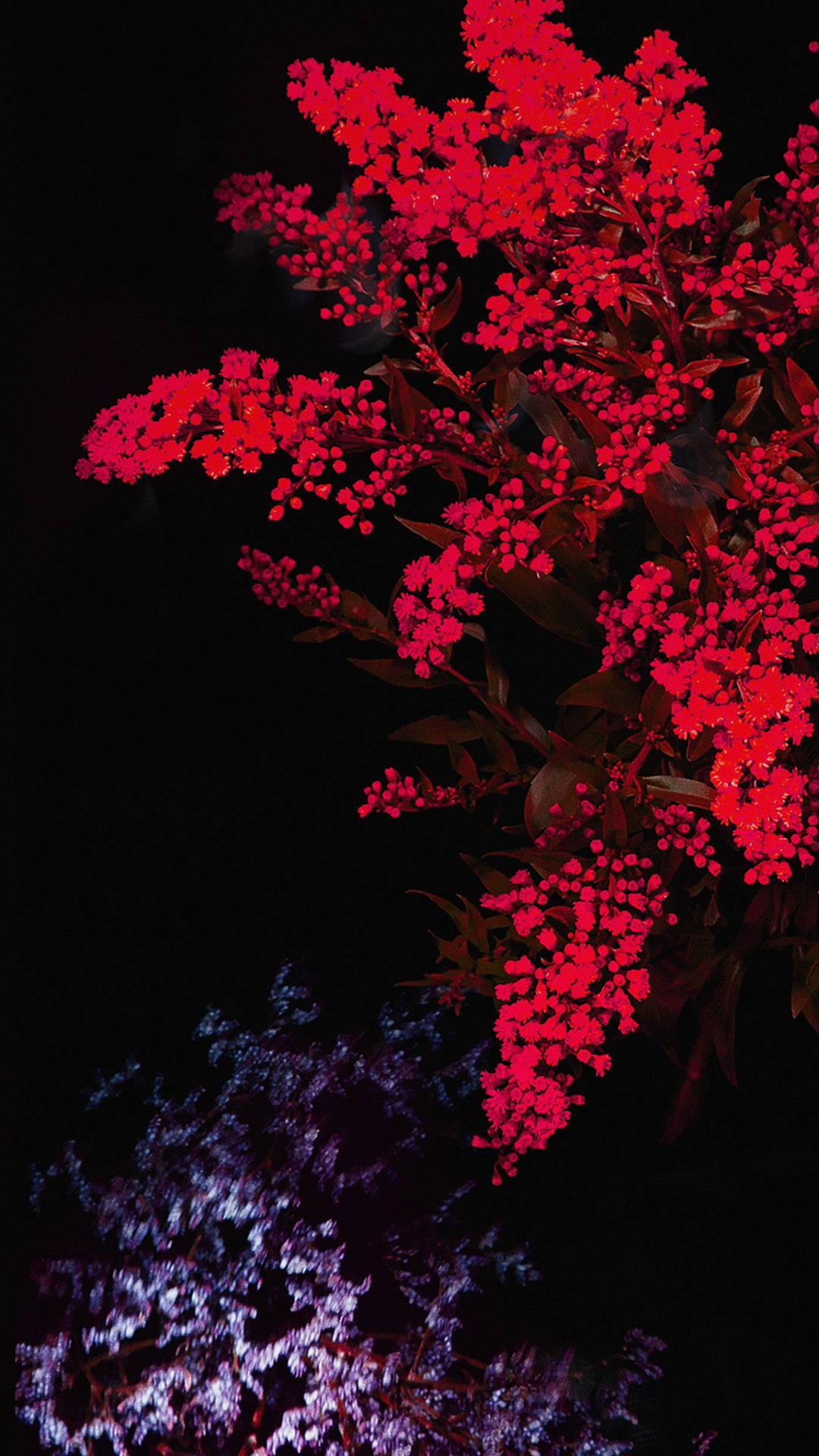 夜間照亮的紅色開花灌木，下方有紫色葉子。