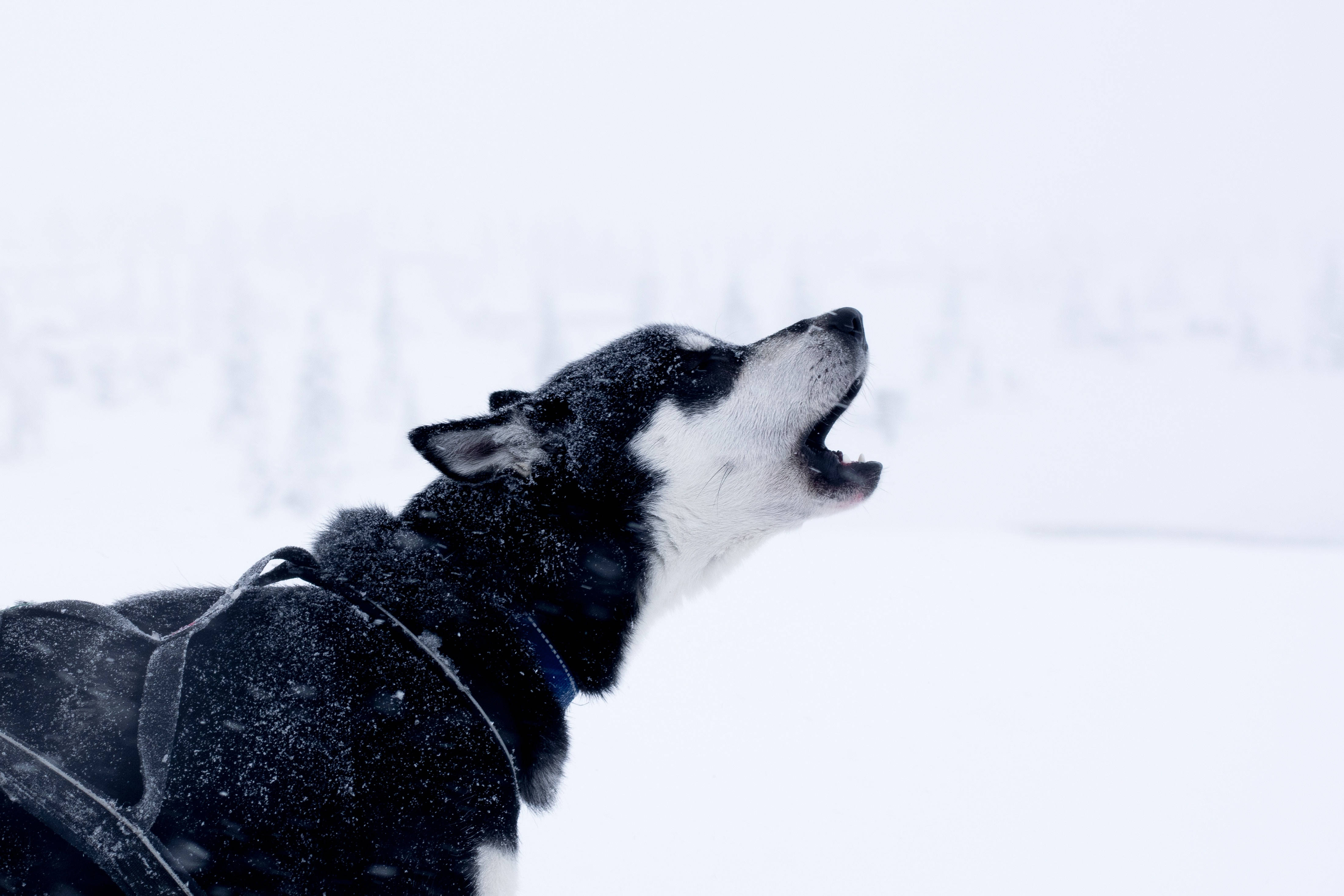 神秘黑毛哈士奇幼犬嚎叫 壁紙 — 一隻黑白相間的哈士奇狗在雪景背景下嚎叫，雪花飄落在牠的毛髮周圍。