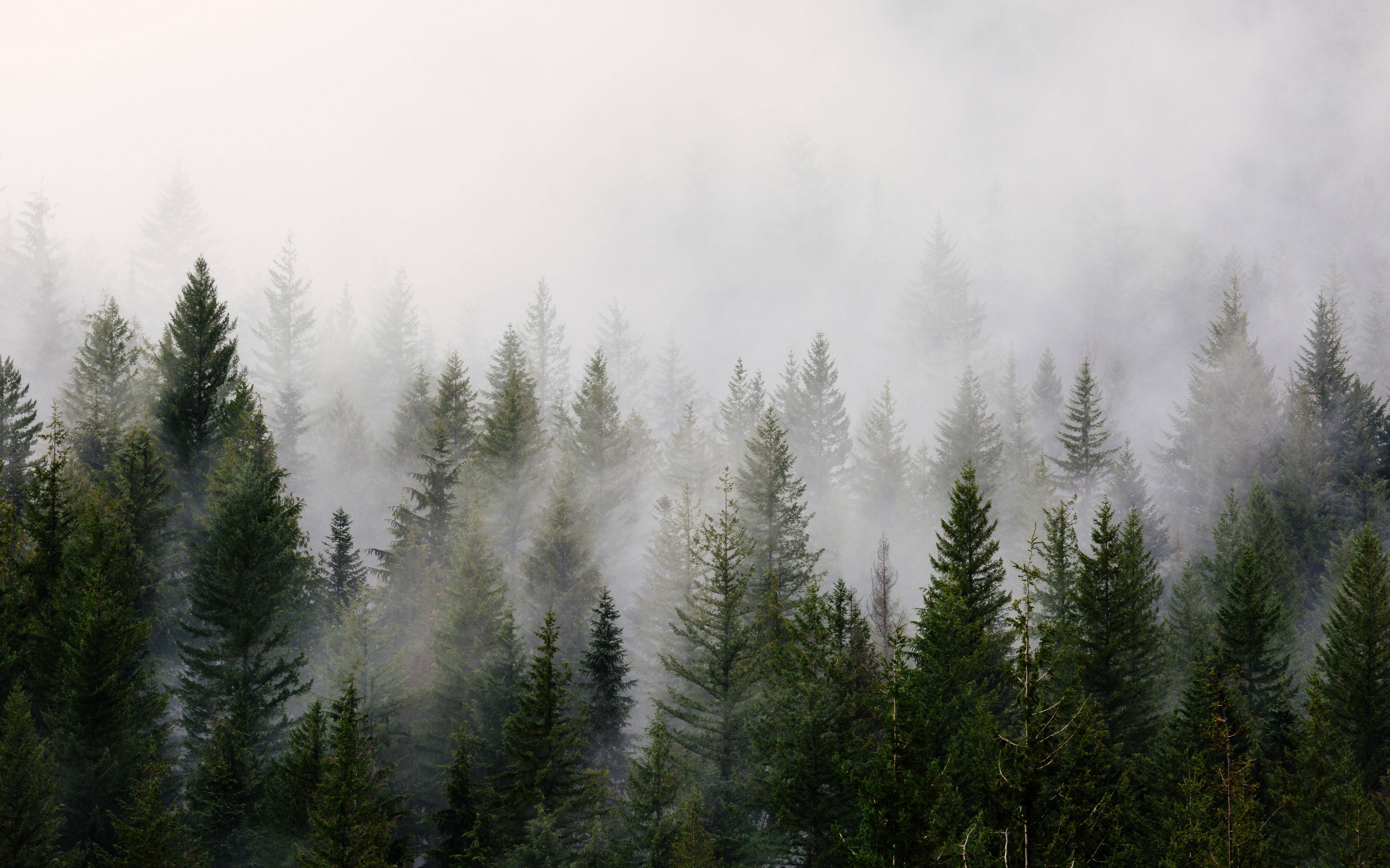 福克斯華盛頓林地 壁紙 — 霧氣籠罩的早晨，覆蓋著茂密的常綠樹林，營造出寧靜而神秘的氛圍。