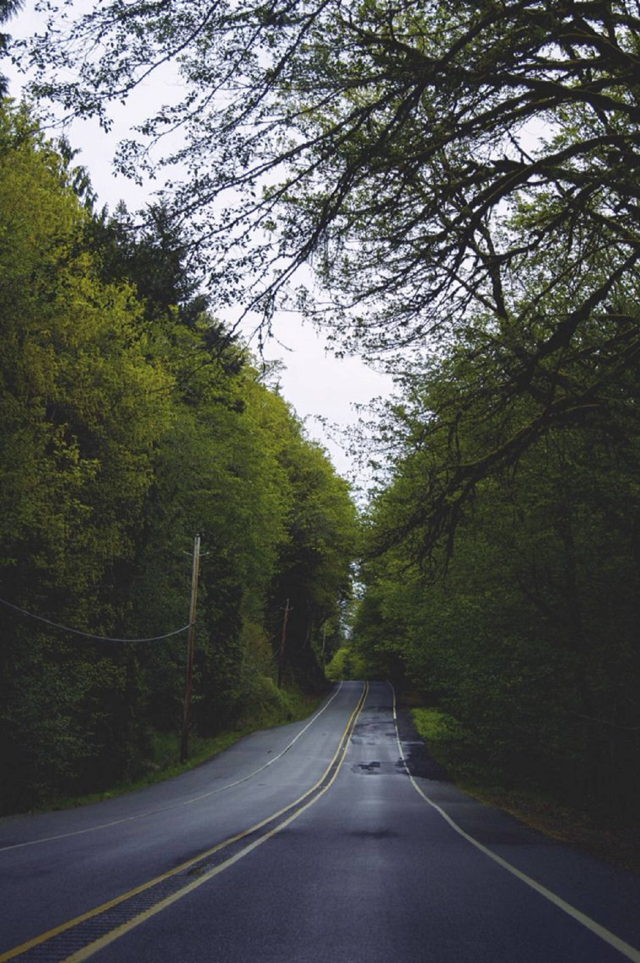 福克斯華盛頓濕潤道路 壁紙 — 一條蜿蜒的瀝青路穿過茂密的綠色森林，樹枝垂落形成自然的隧道效果。