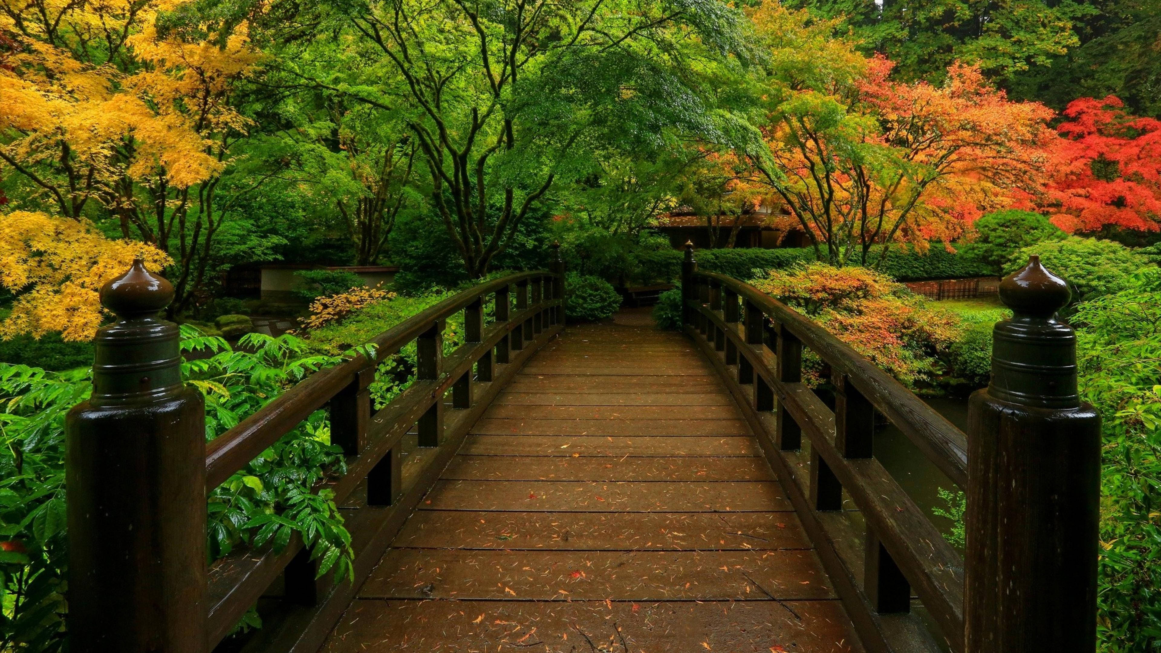 禪園森林橋樑 壁紙 — 一座木橋拱起穿過充滿活力的日本花園，秋葉在火紅、金色和綠色中燃燒。