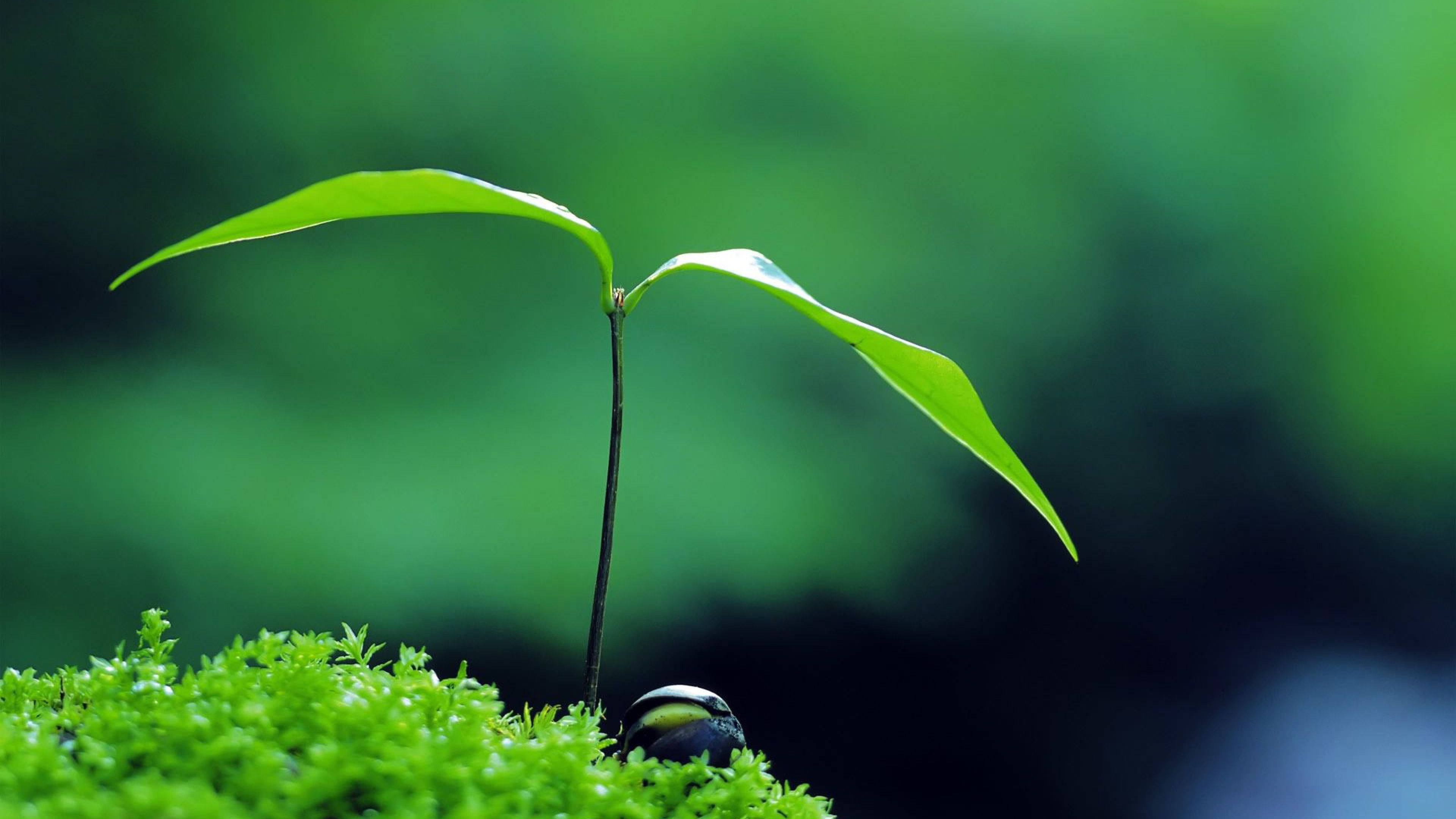禪意小植物 壁紙 — 一株嬌嫩的綠色嫩芽，長有兩片葉子，從充滿活力的苔蘚中冒出，背景是柔和模糊的森林。