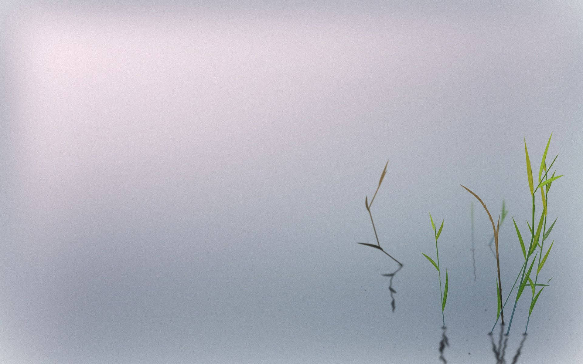 禪意極簡植物 壁紙 — 纖細的綠色蘆葦從平靜的水面中浮現，反射著柔和的晨光，呈現極簡的自然場景。