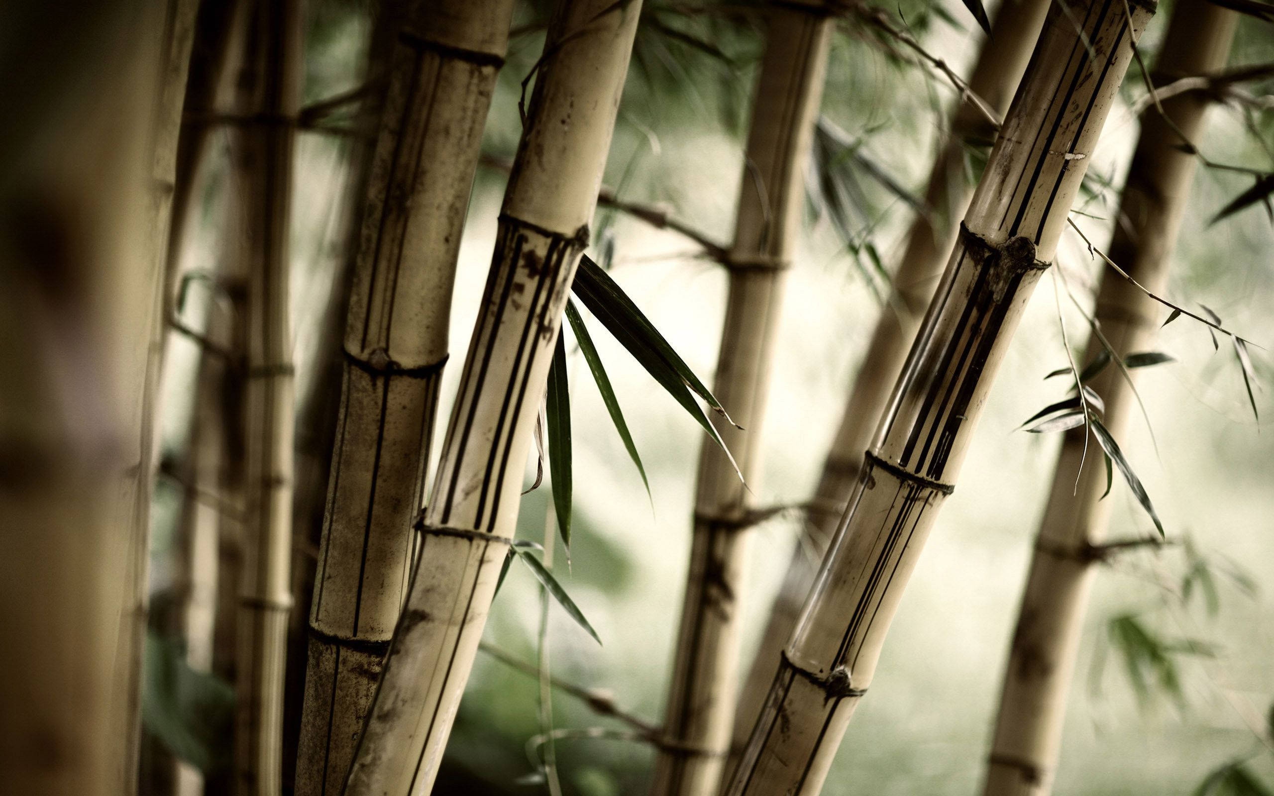 禪意竹林 壁紙 — 高大的竹莖帶有深色竹節和稀疏葉子，在模糊的綠色背景下呈現柔焦效果。