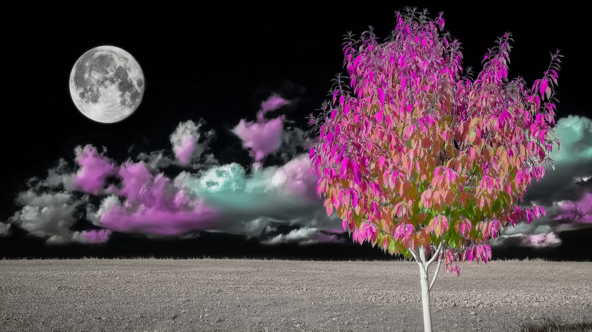 秋夜月照草地 壁紙 — 一棵孤樹，帶有鮮豔的粉紅色和綠色葉子，站在單色田野中，滿月下有紫色和藍綠色的雲。