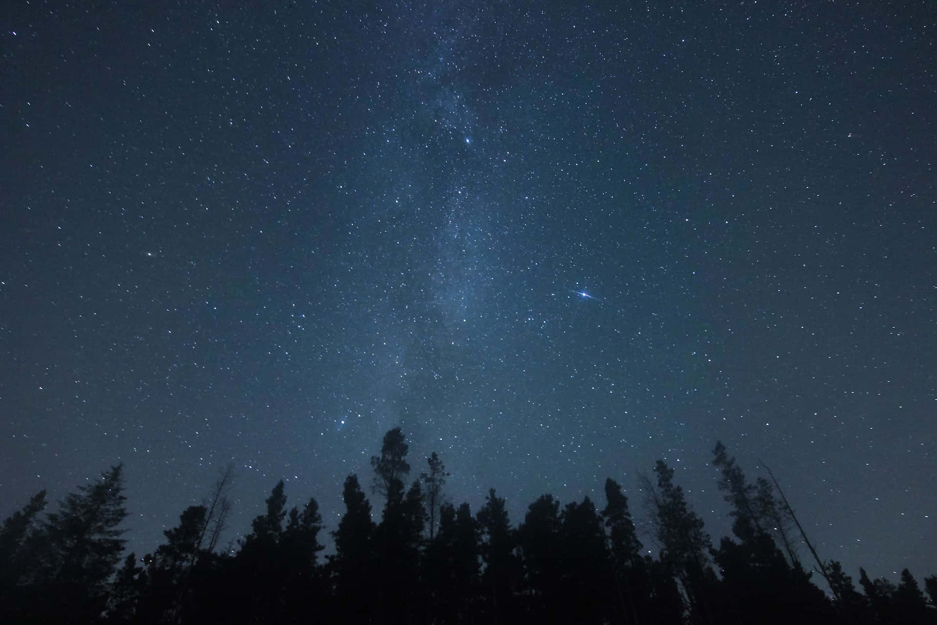 在可見銀河的星空下，松樹的黑色剪影。
