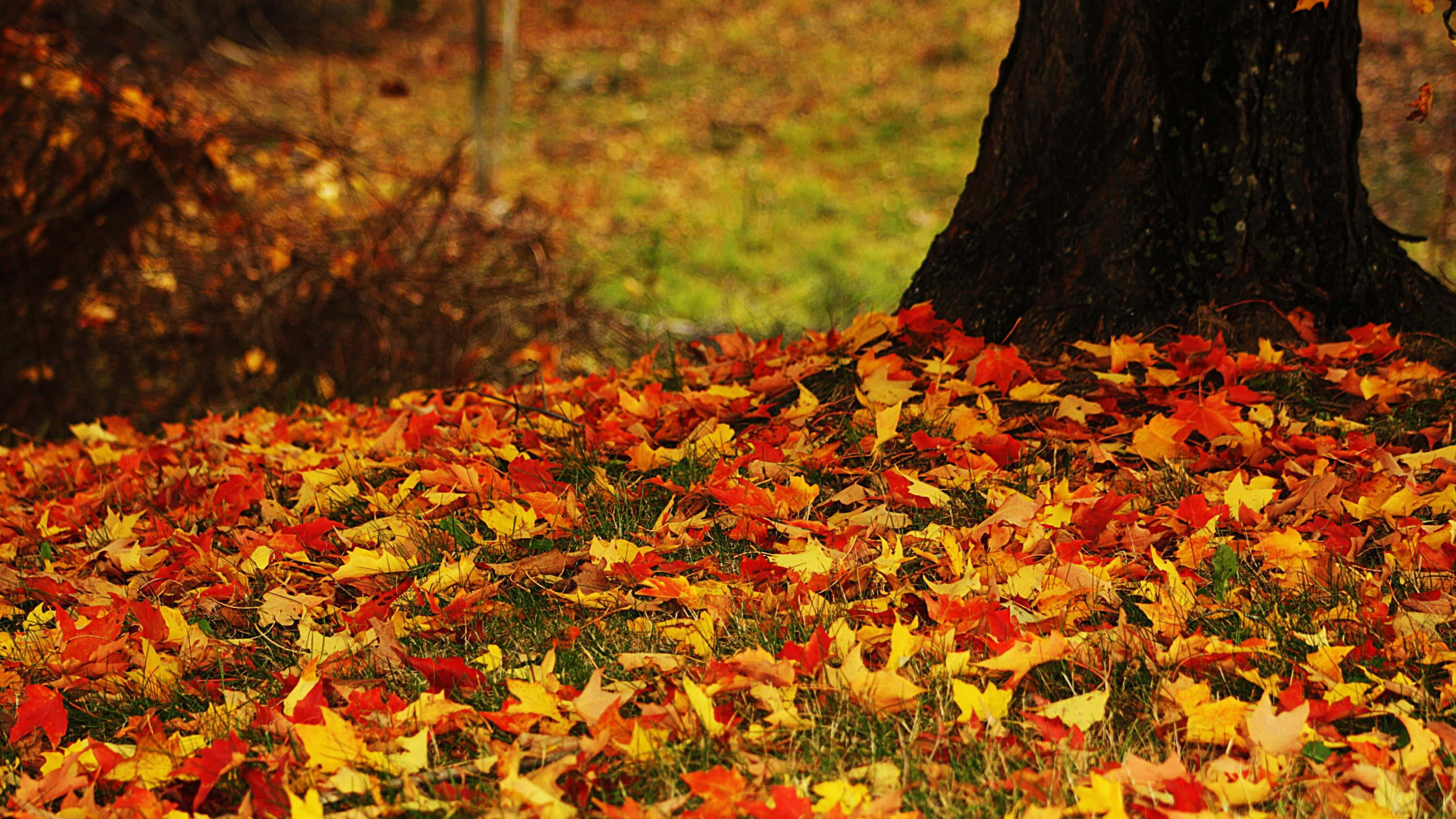 Fallen Leaves 桌布 壁紙 — 秋天，一塊由鮮紅色和金色楓葉組成的地毯覆蓋在深色樹幹底部的草地上。
