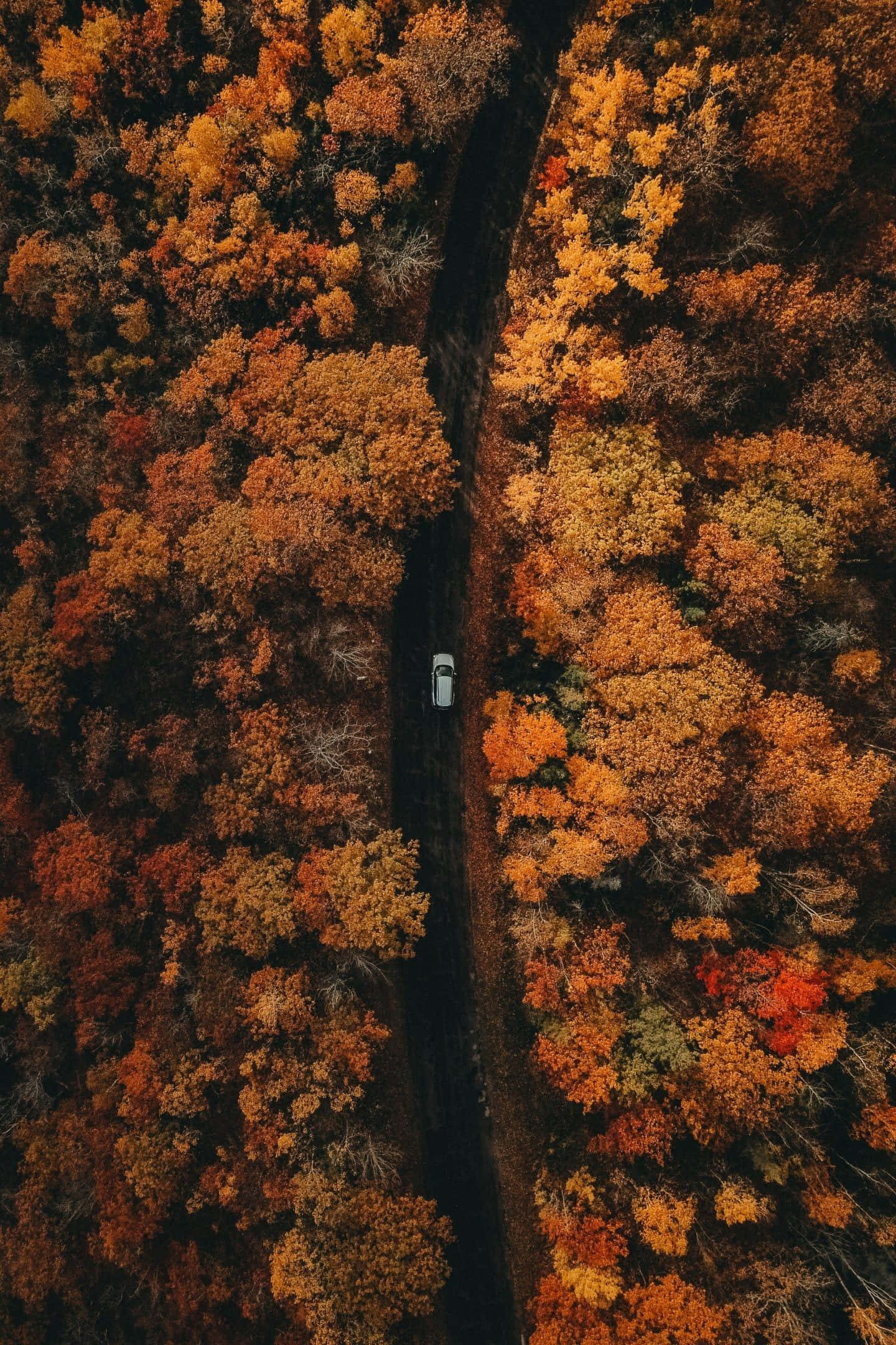 秋天背景 壁紙