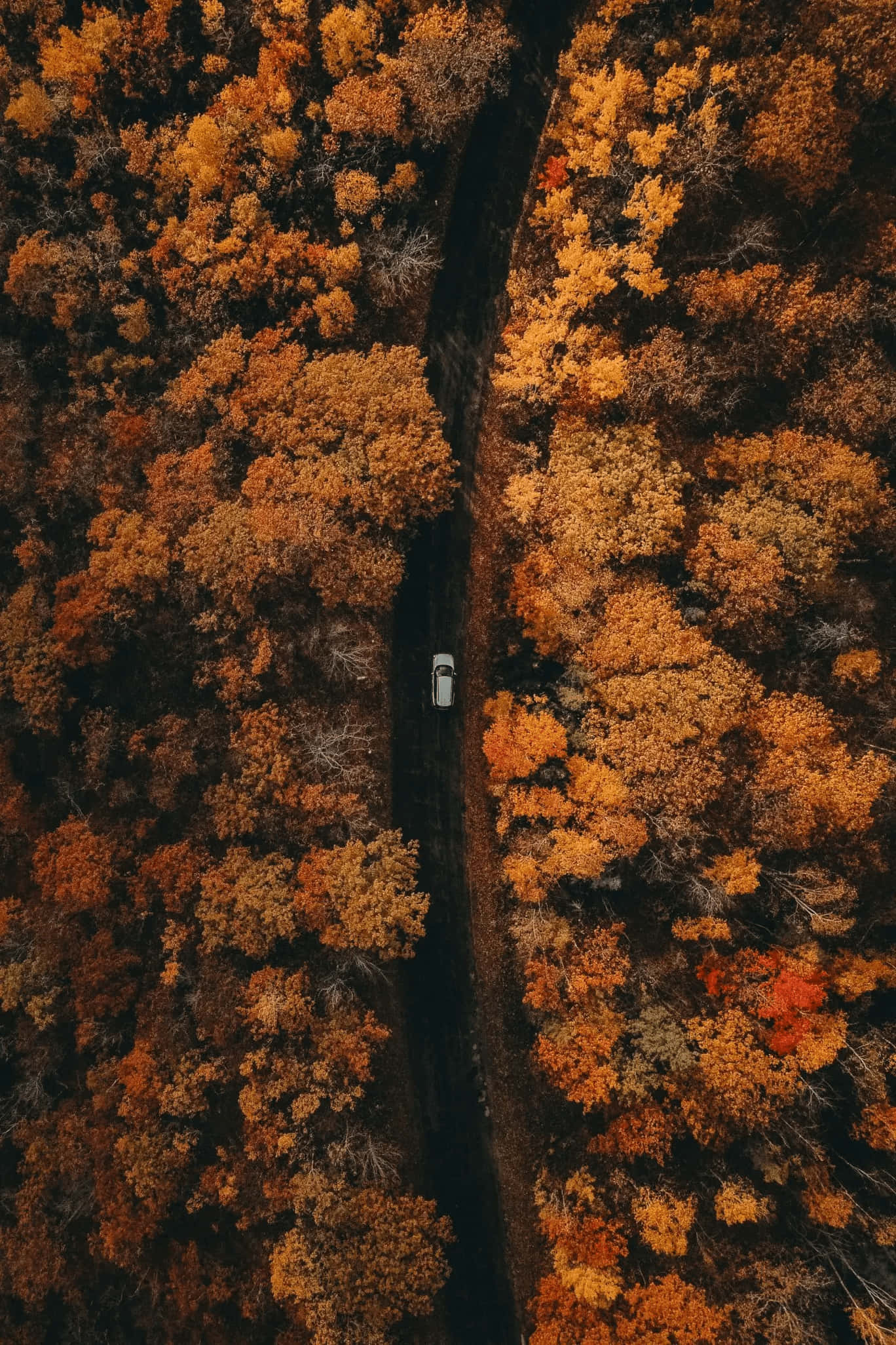 秋天背景 壁紙