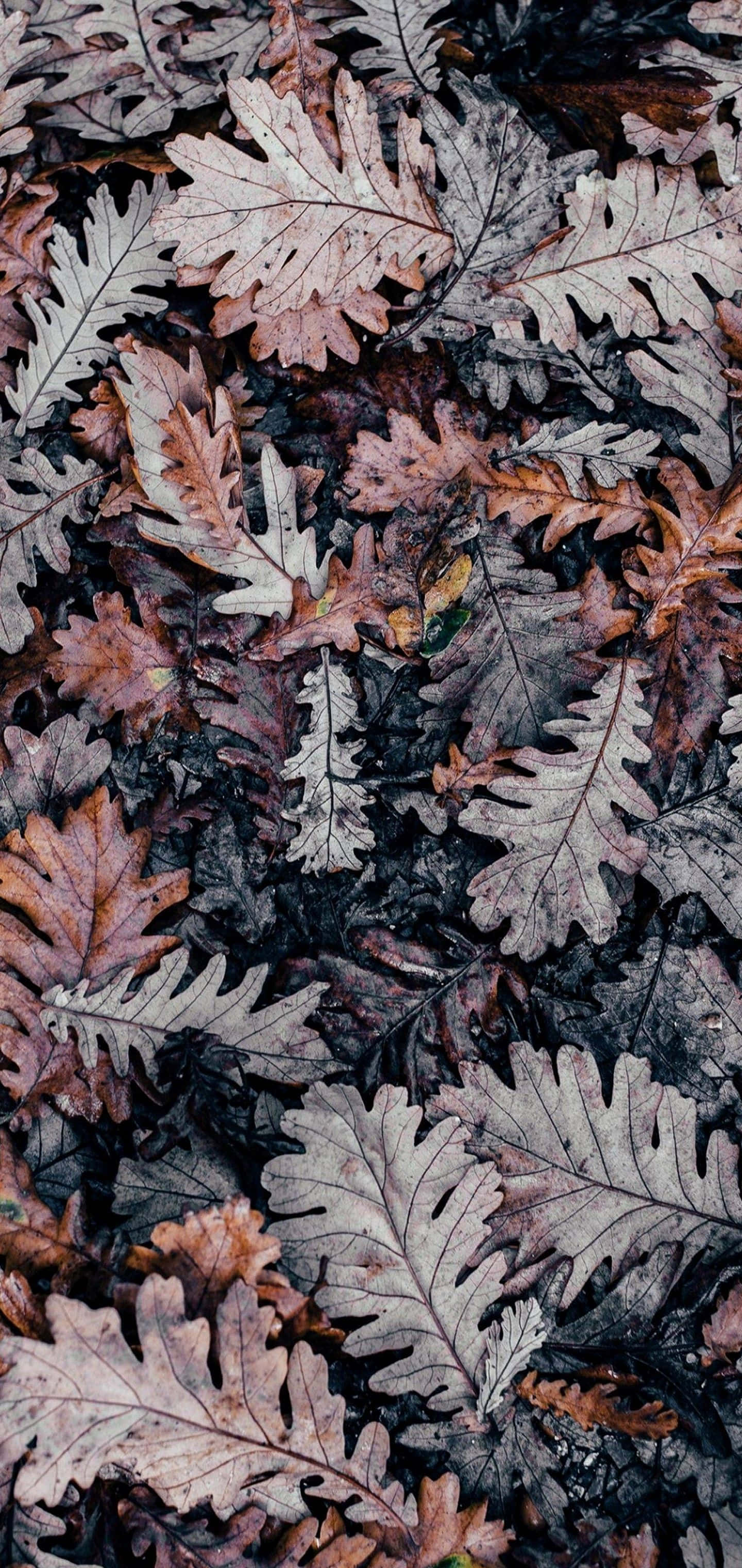Brown Leaves 桌布 壁紙 — 秋天色調的棕色和灰色落葉橡樹葉的特寫，密集地層疊在深色泥土上。