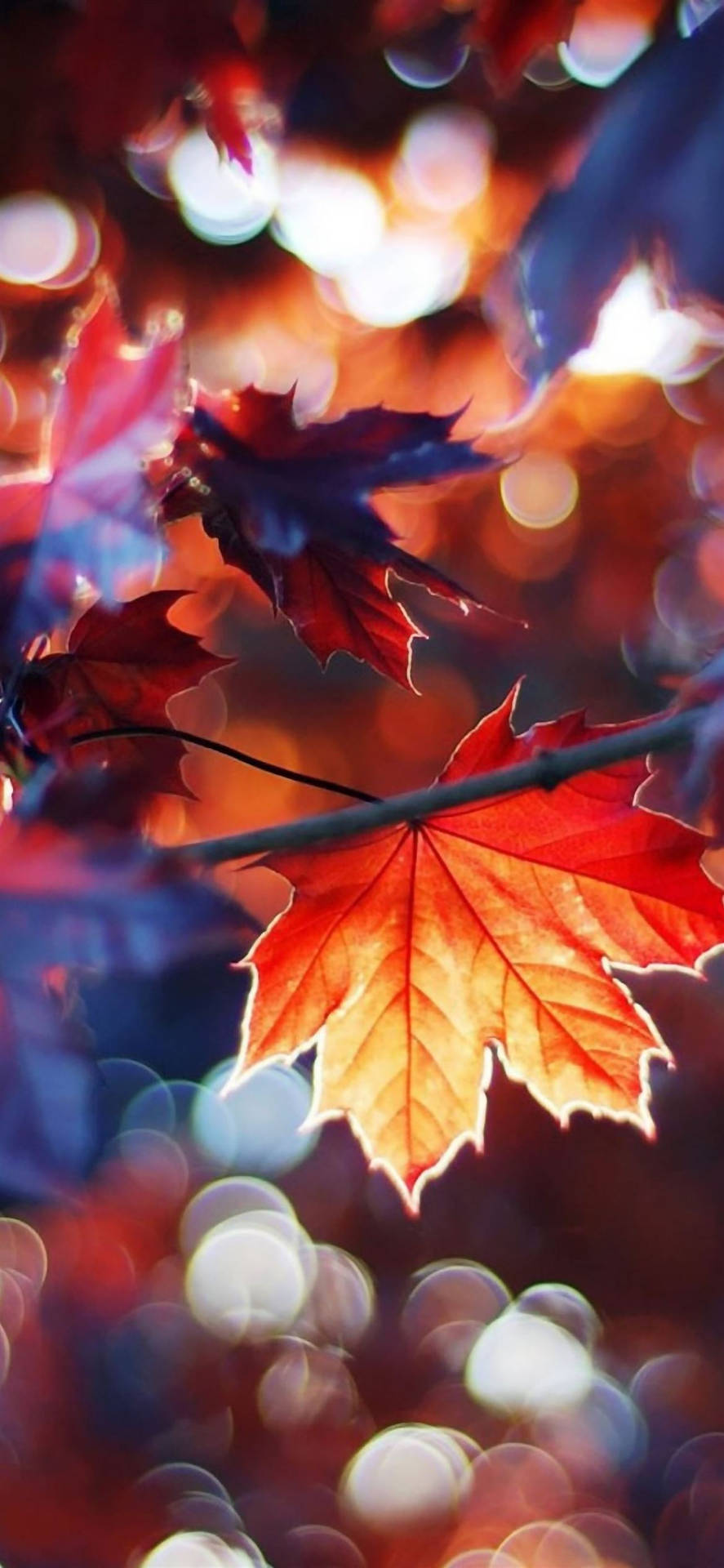秋天柔和散景燈光下閃耀的紅色楓葉。