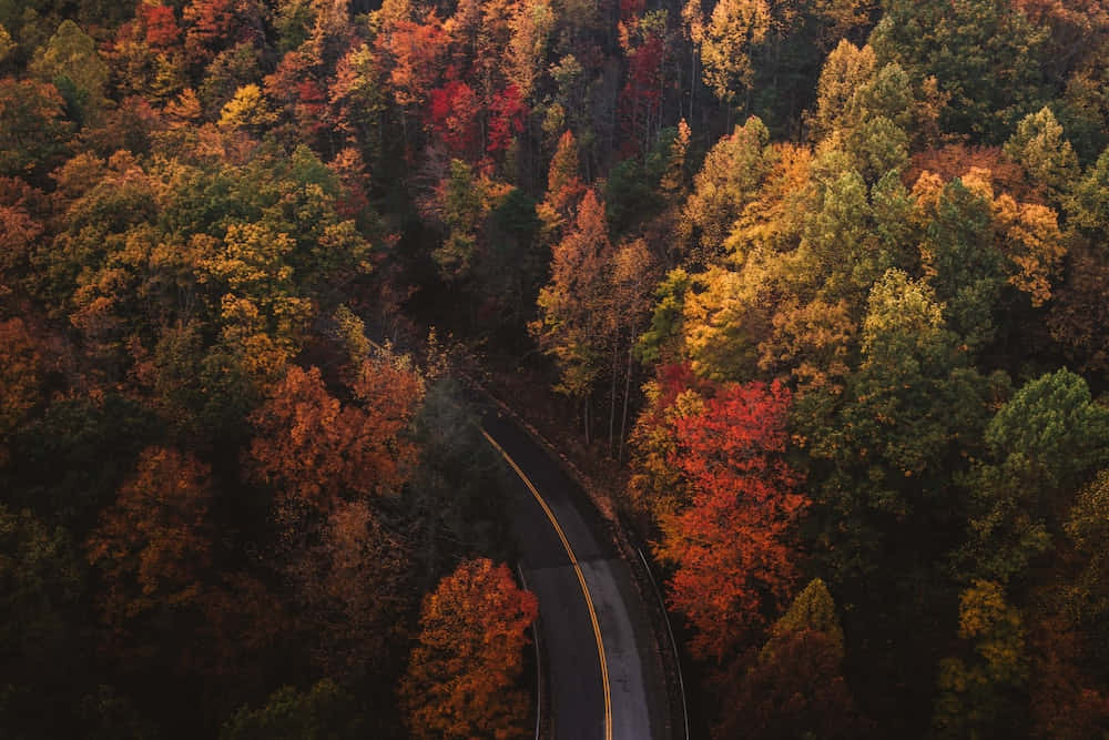 秋季俯瞰道路景色 壁紙