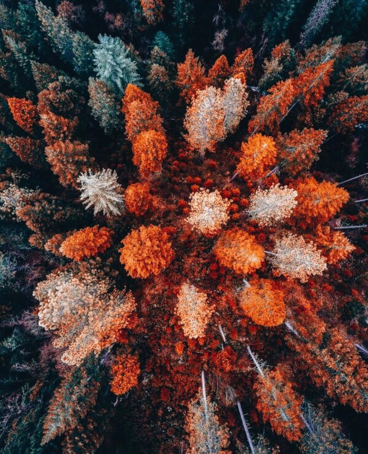 秋天 桌布 壁紙 — 秋季森林樹冠的鳥瞰圖，鮮豔的橙色和金色樹木與深綠色的常綠樹形成對比。
