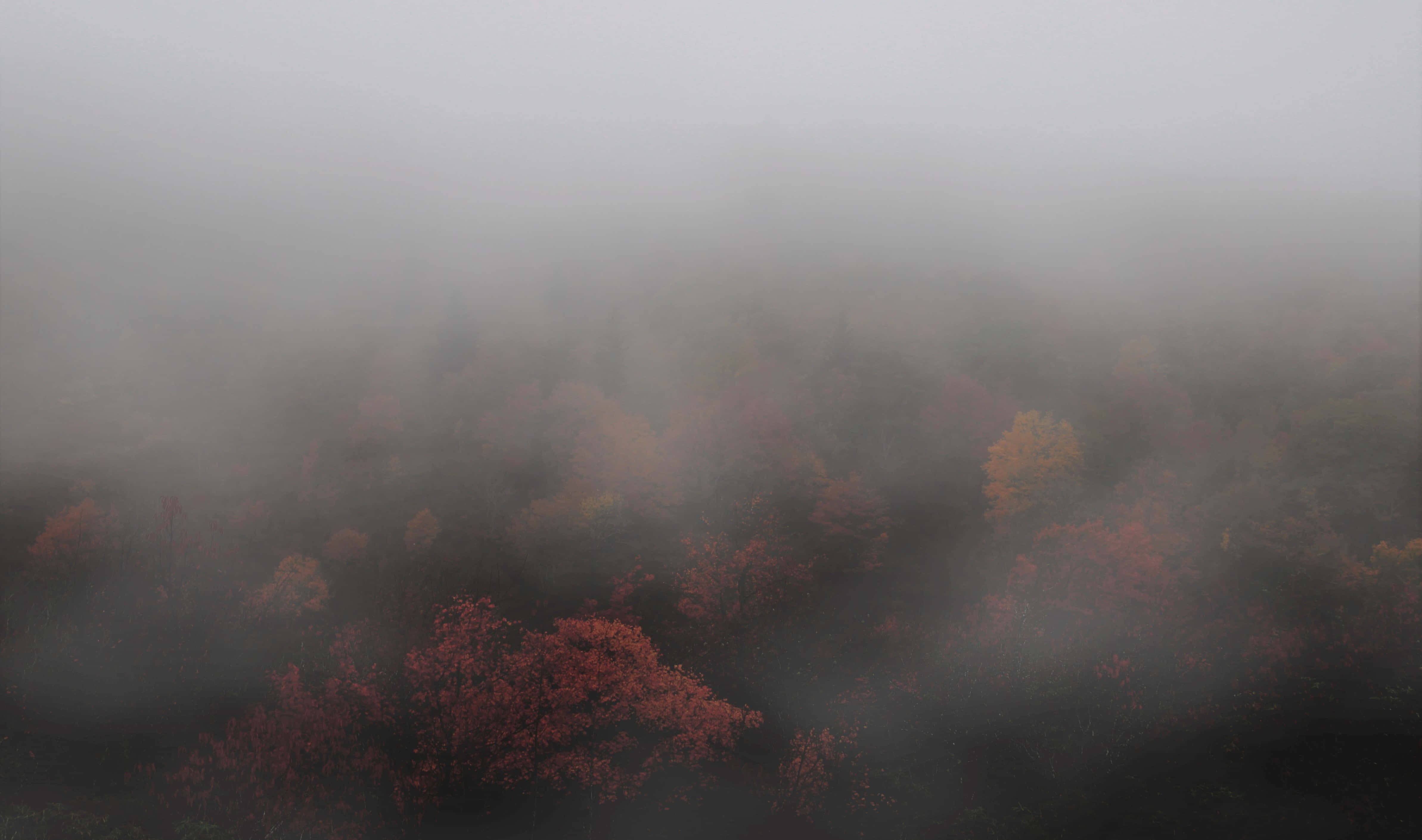 Fall Fog 桌布 壁紙 — 秋季森林的航拍視圖，部分被濃霧遮蓋，露出下方鮮豔的紅色和橙色樹葉。