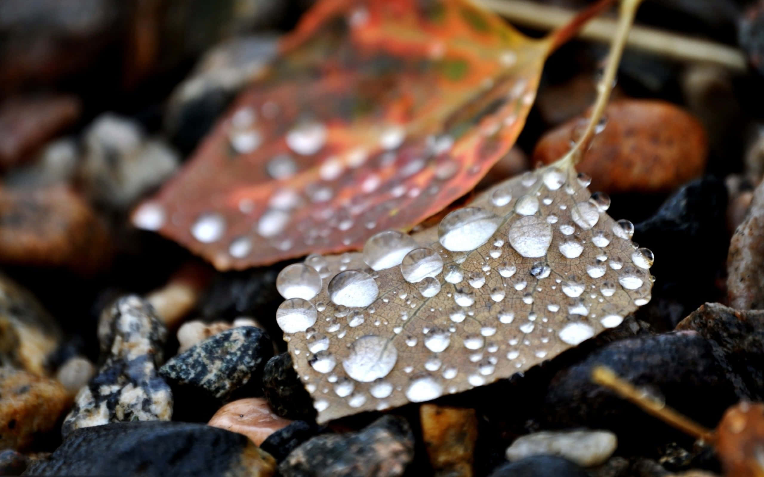 Fall Dew 桌布 壁紙 — 秋季樹葉的特寫，上面點綴著閃閃發光的水珠，躺在深色鵝卵石上。