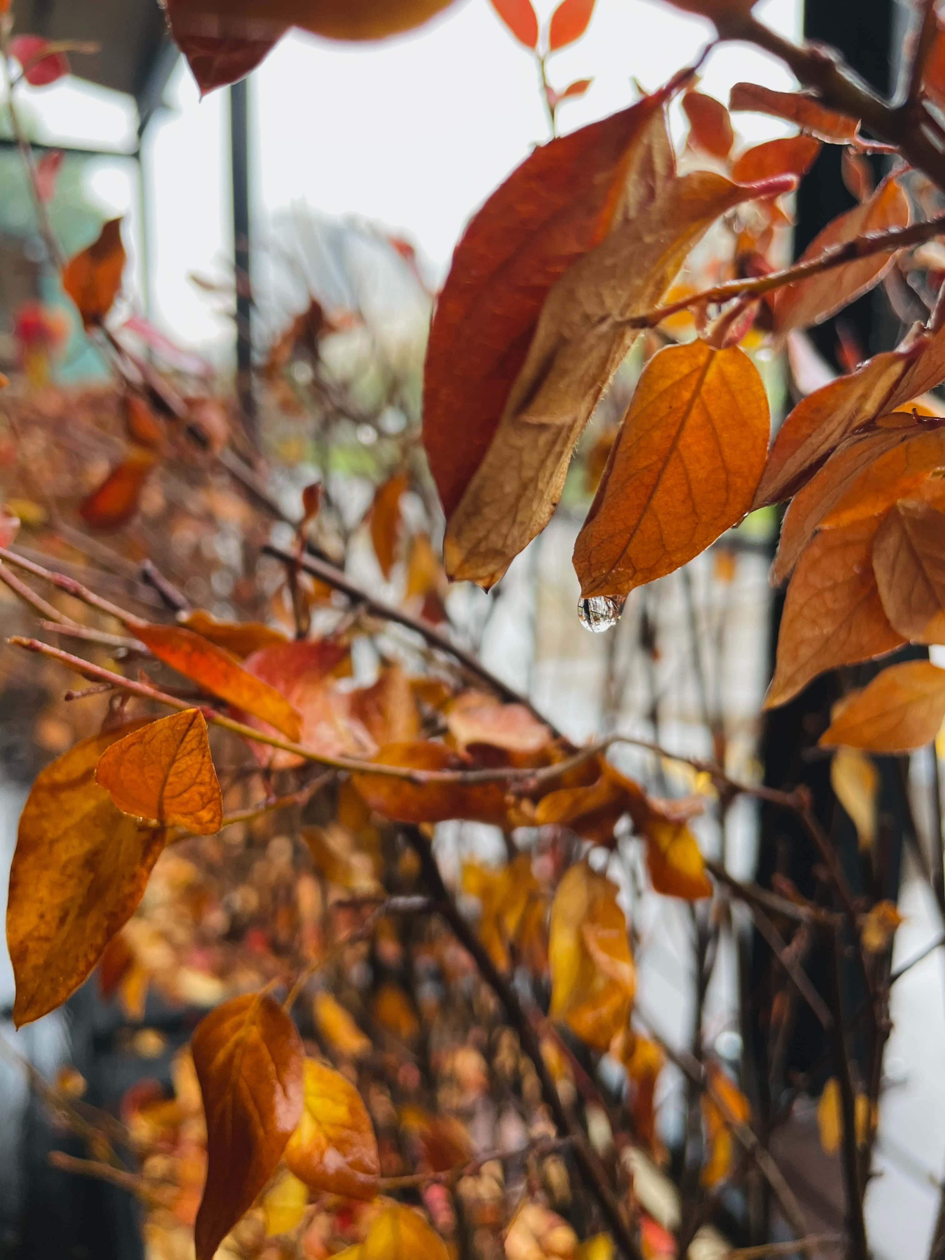 Fall Rain 桌布 壁紙 — 秋季樹葉的特寫，呈現溫暖的橙色調，一片葉子上有一顆露珠在柔和的模糊背景下閃閃發光。
