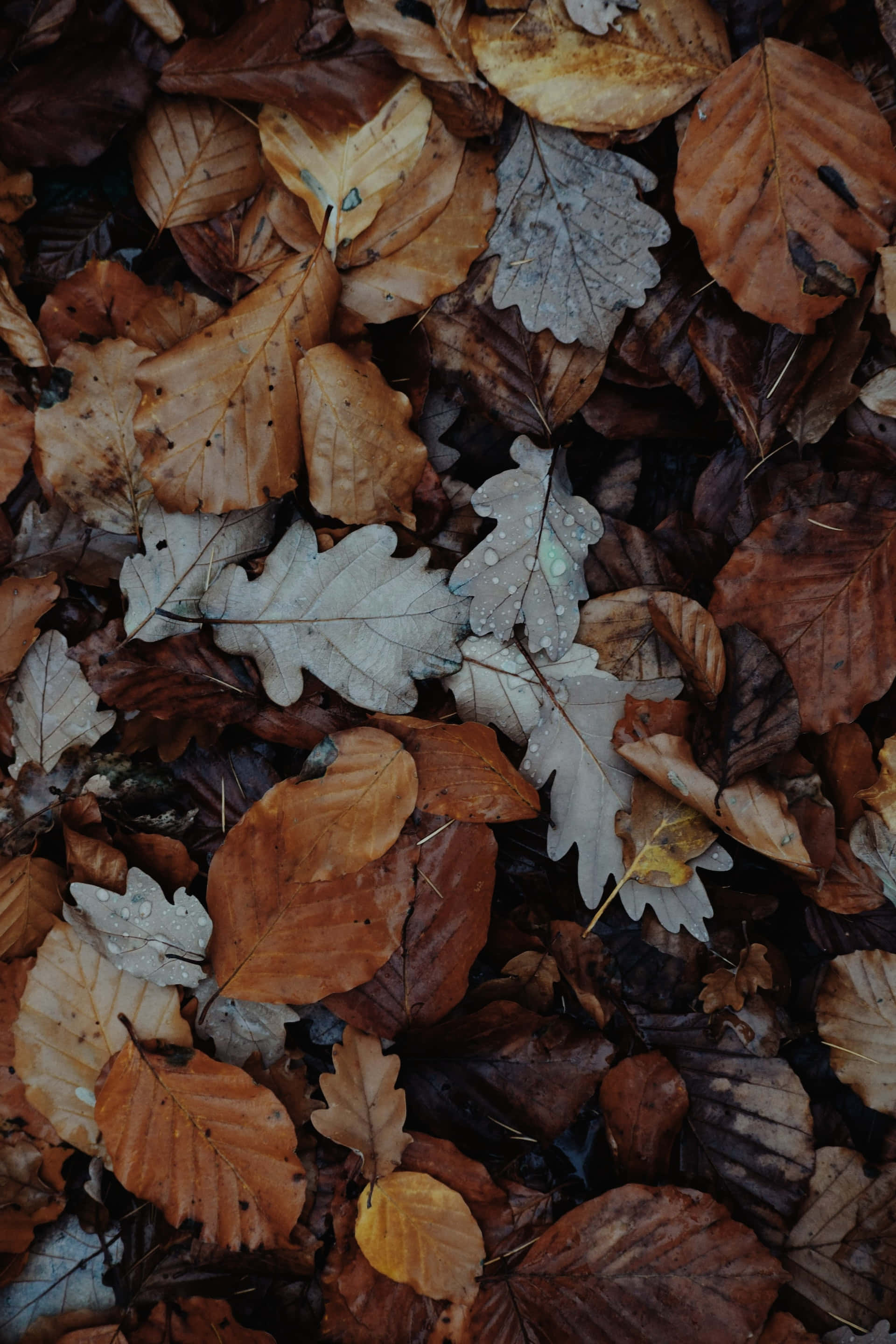 Autumnal Equinox 桌布 壁紙 — 秋季樹葉的近距離特寫，呈現大地色調，露珠在淡色橡樹葉上閃閃發光。
