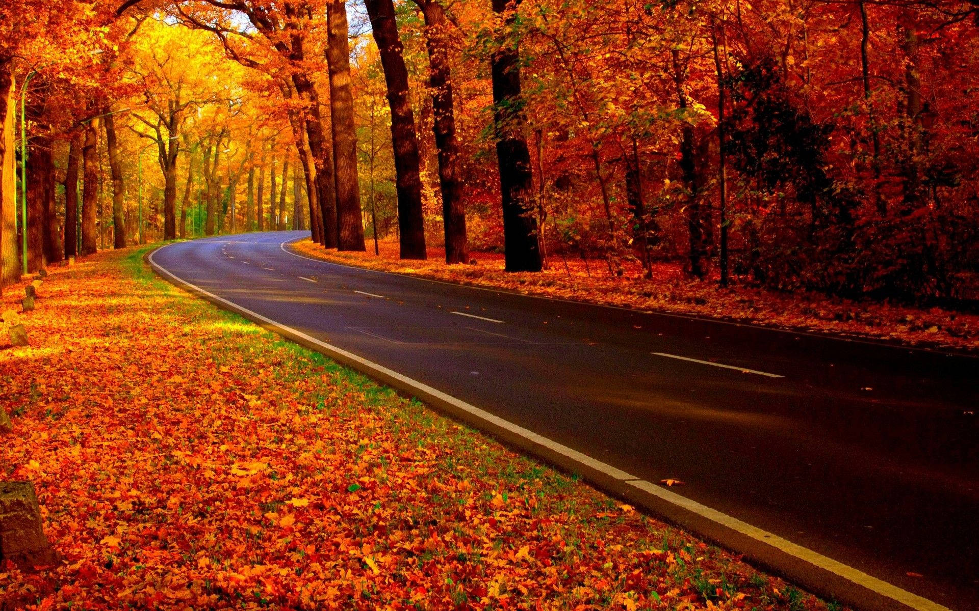 秋季風情路邊景觀 壁紙 — 一條蜿蜒的道路穿過一片被火紅橙紅秋葉點燃的森林，沐浴在柔和的金色光芒中。