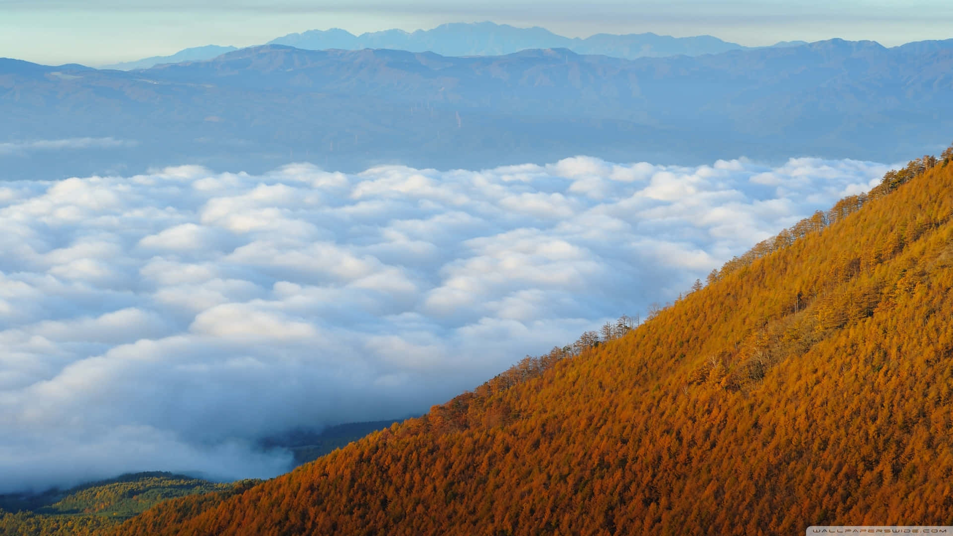 金黃色森林山丘聳立於雲海之上，遠方有山脈。