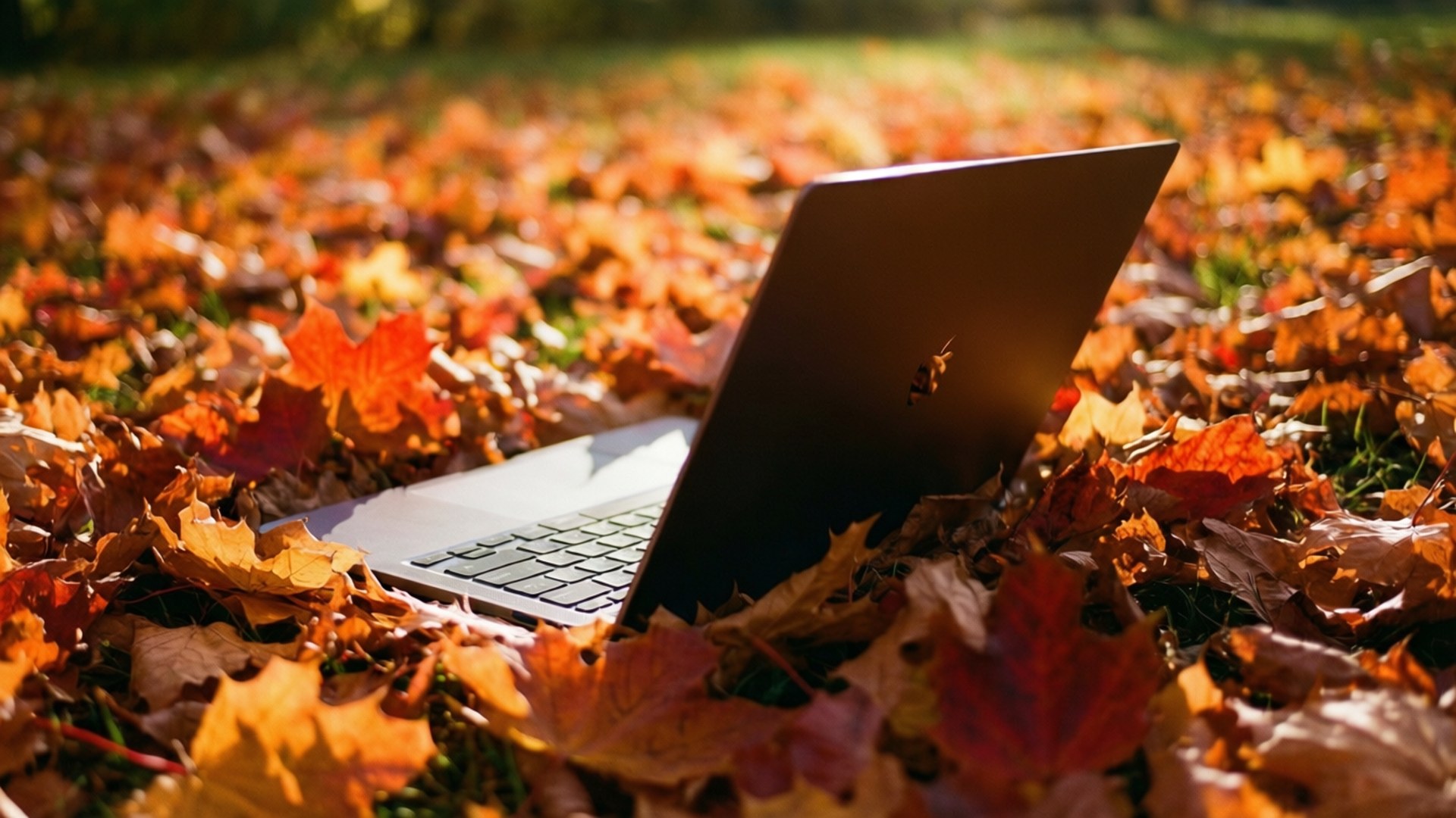一部Chromebook安放在色彩繽紛的秋葉中，伴隨著溫暖的陽光。
