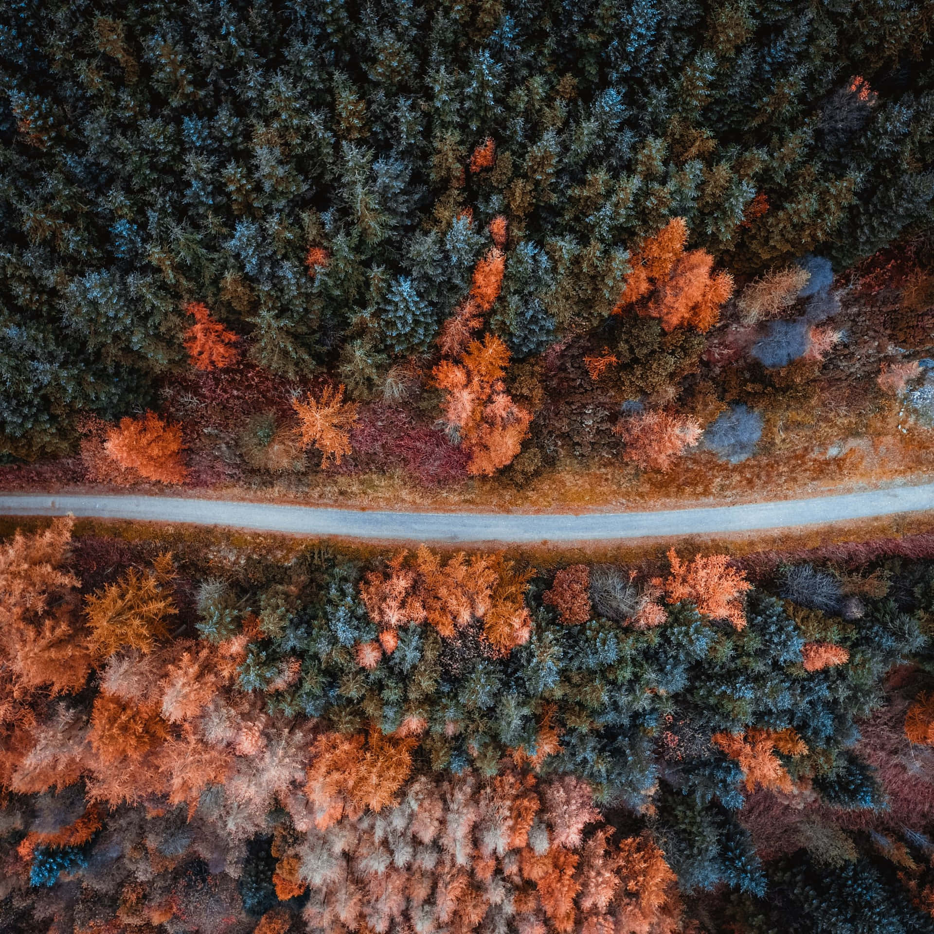 俯瞰一條道路穿過色彩繽紛的秋季森林。