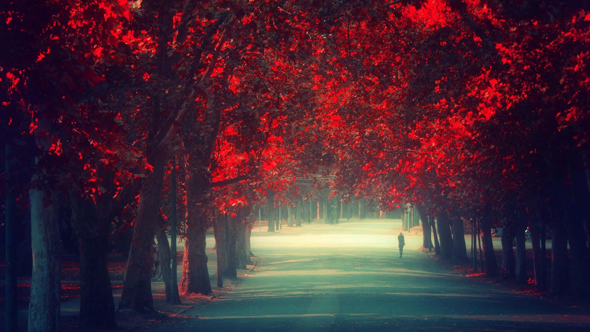 一個人在黃昏時分，在霧氣瀰漫的公園裡，獨自走在紅色秋樹的樹冠下。