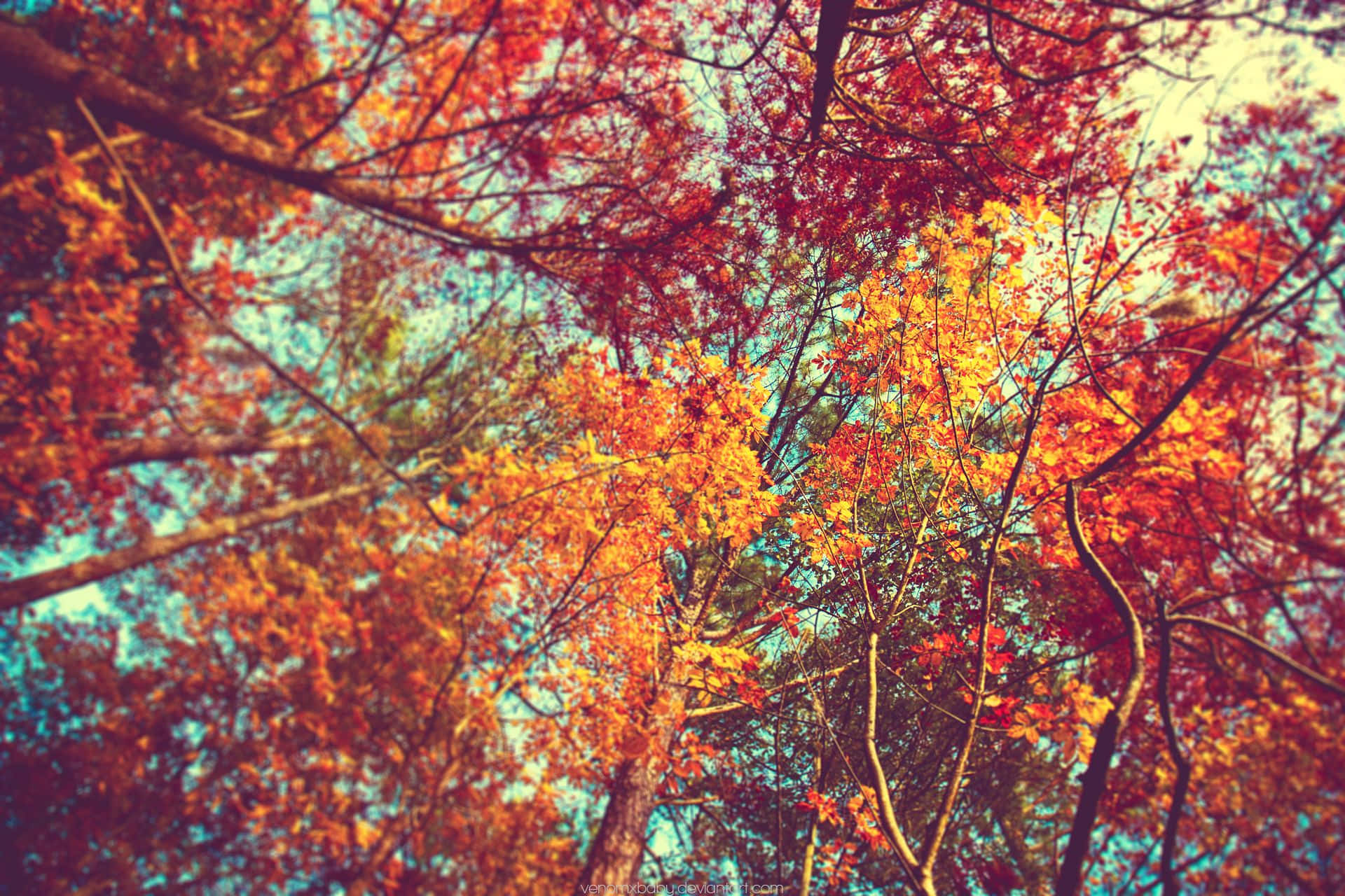 從下方仰望，秋樹帶著火紅的葉子映襯著藍天。