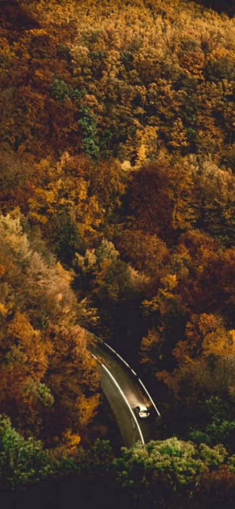 一輛汽車沿著蜿蜒的道路行駛，穿過充滿活力的秋日森林。