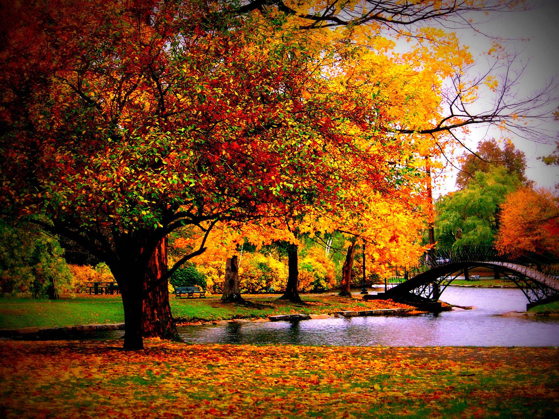 秋日公園，色彩繽紛的樹木、落葉和池塘上的橋樑。