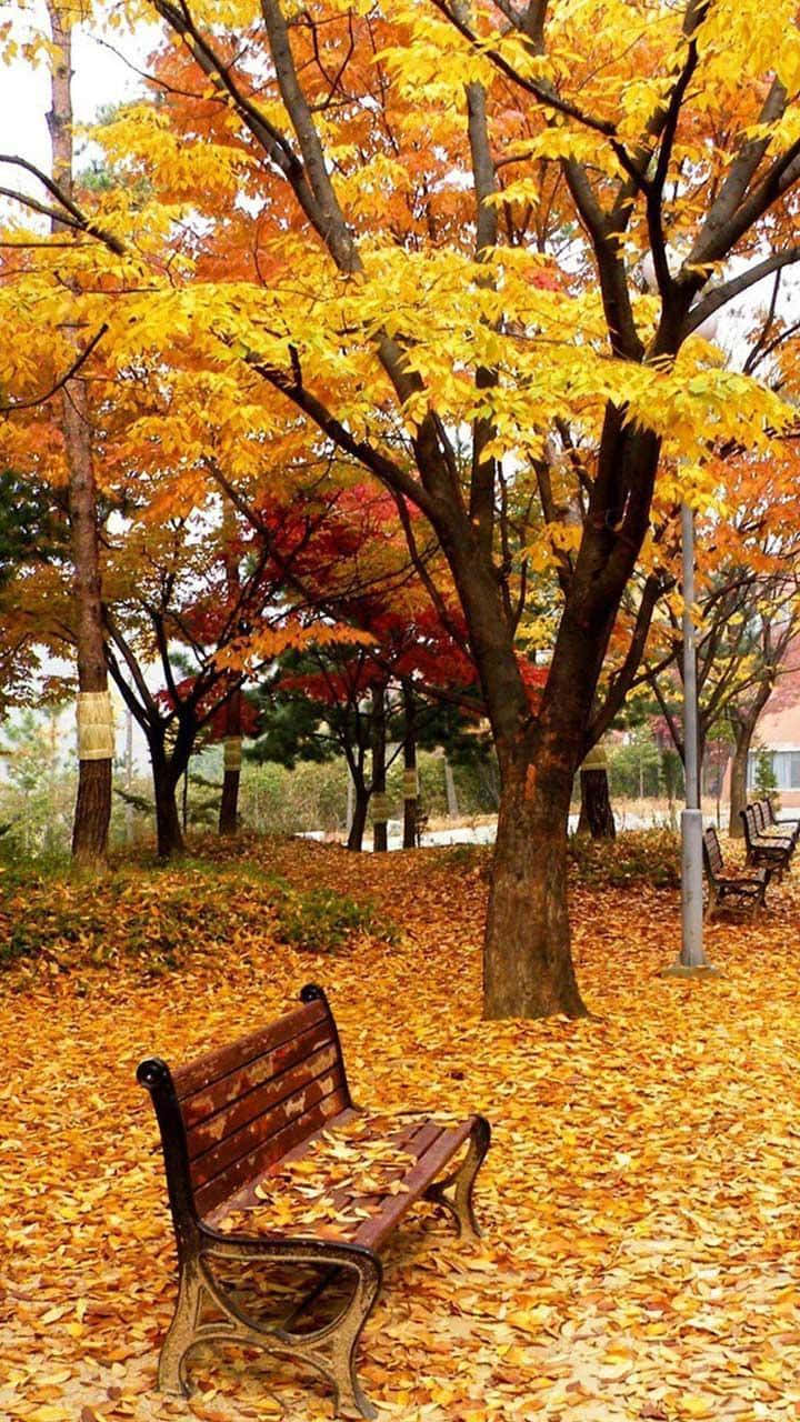 秋日公園與美麗樹木 壁紙 — 一張木長椅位於一個鋪滿落葉的寧靜公園中，上方是金色的秋葉天篷。