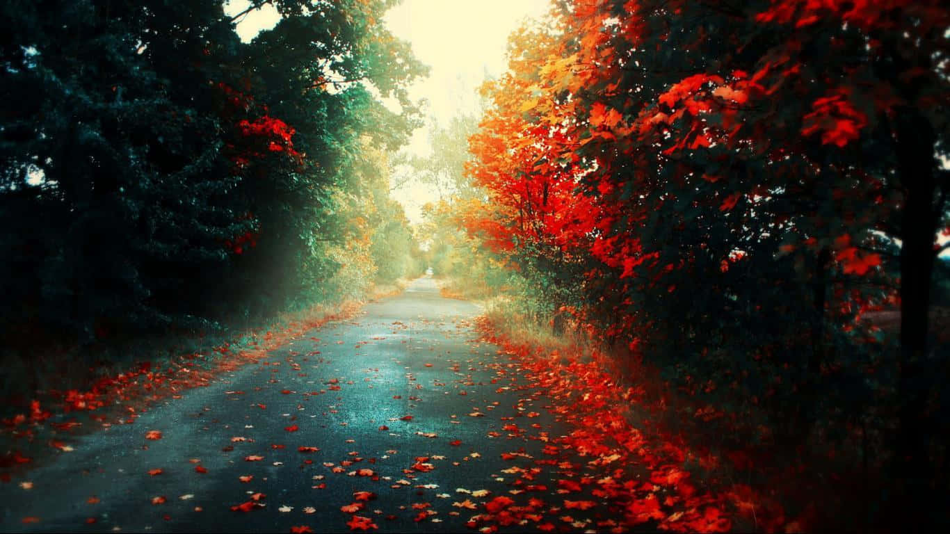 秋日公路 1366x768 顯示器背景 壁紙 — 一條蜿蜒的森林道路覆蓋著紅色的秋葉，在透過樹木過濾的溫暖光線中閃耀。