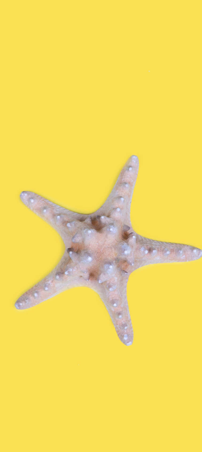 黃色背景上的海星