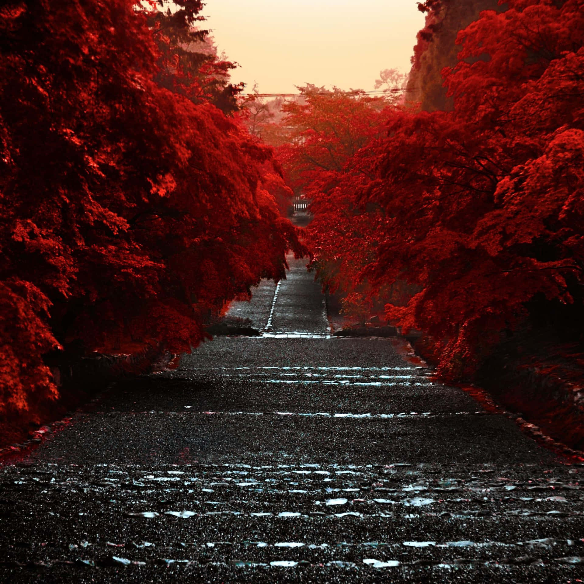 一條濕漉漉的石徑，兩旁是火紅的秋樹，在溫暖的夕陽下。
