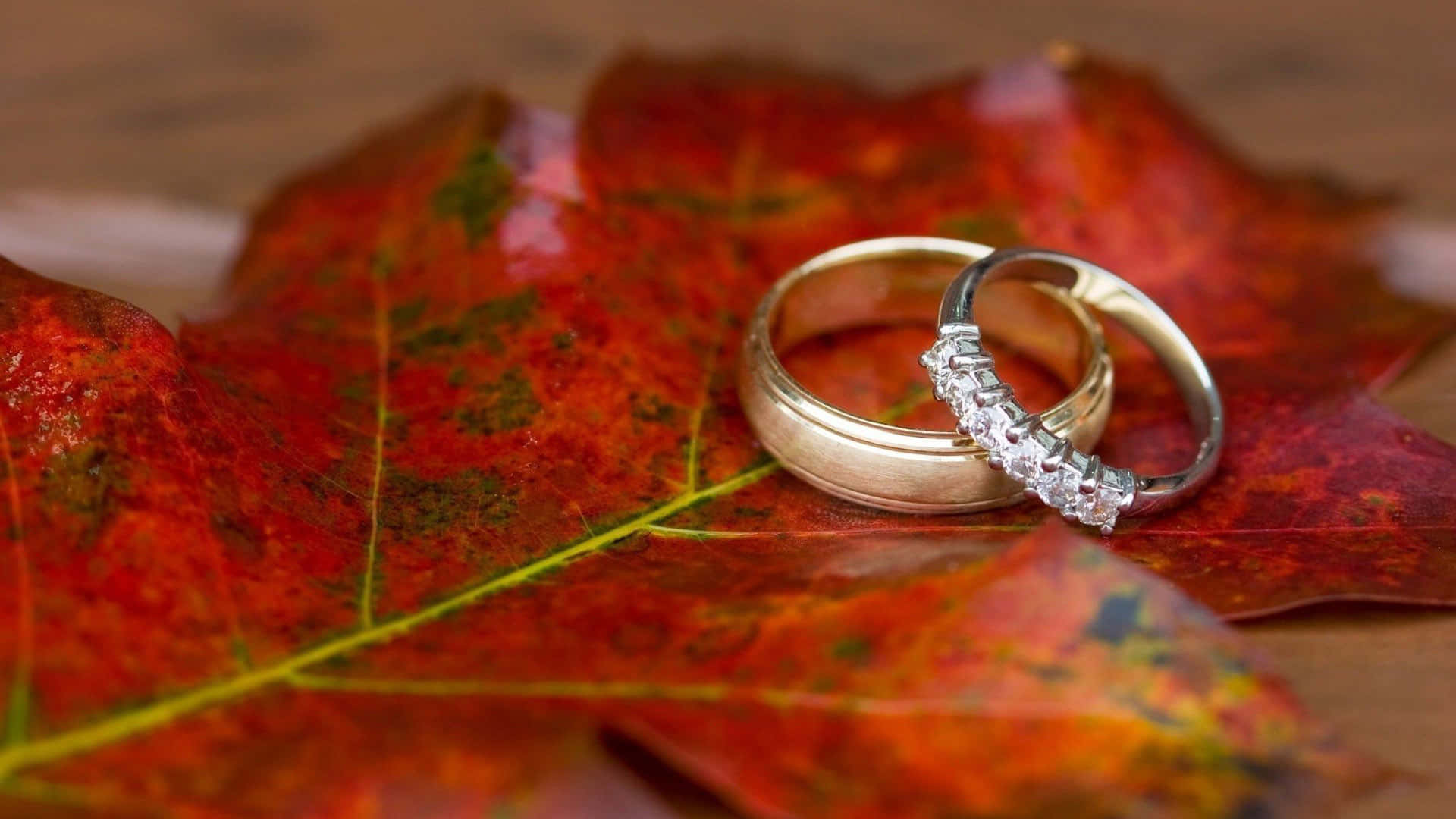 秋天紅楓葉上的兩枚結婚戒指。