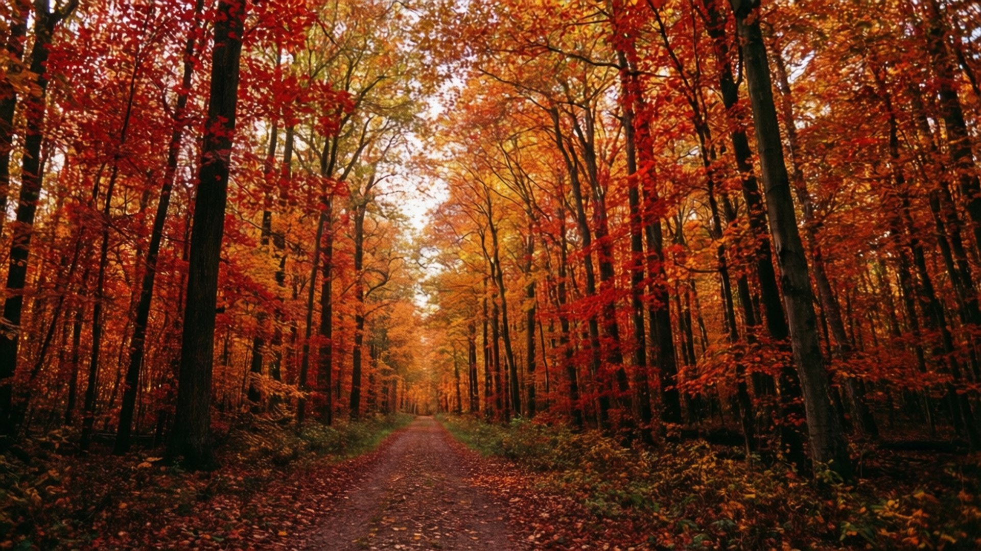 一條泥土小徑兩旁是高聳的樹木，樹上覆蓋著鮮豔的橙色和紅色秋葉。