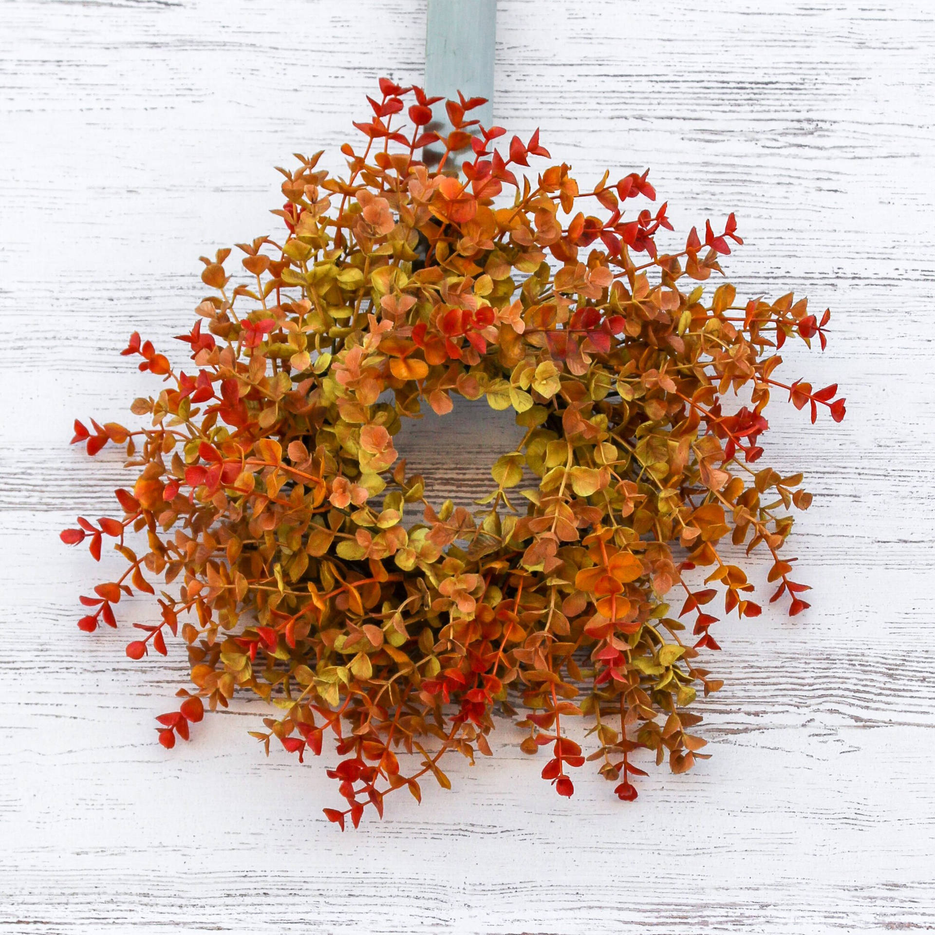 白色木材上的紅色、橙色和金色桉樹葉秋季花環。