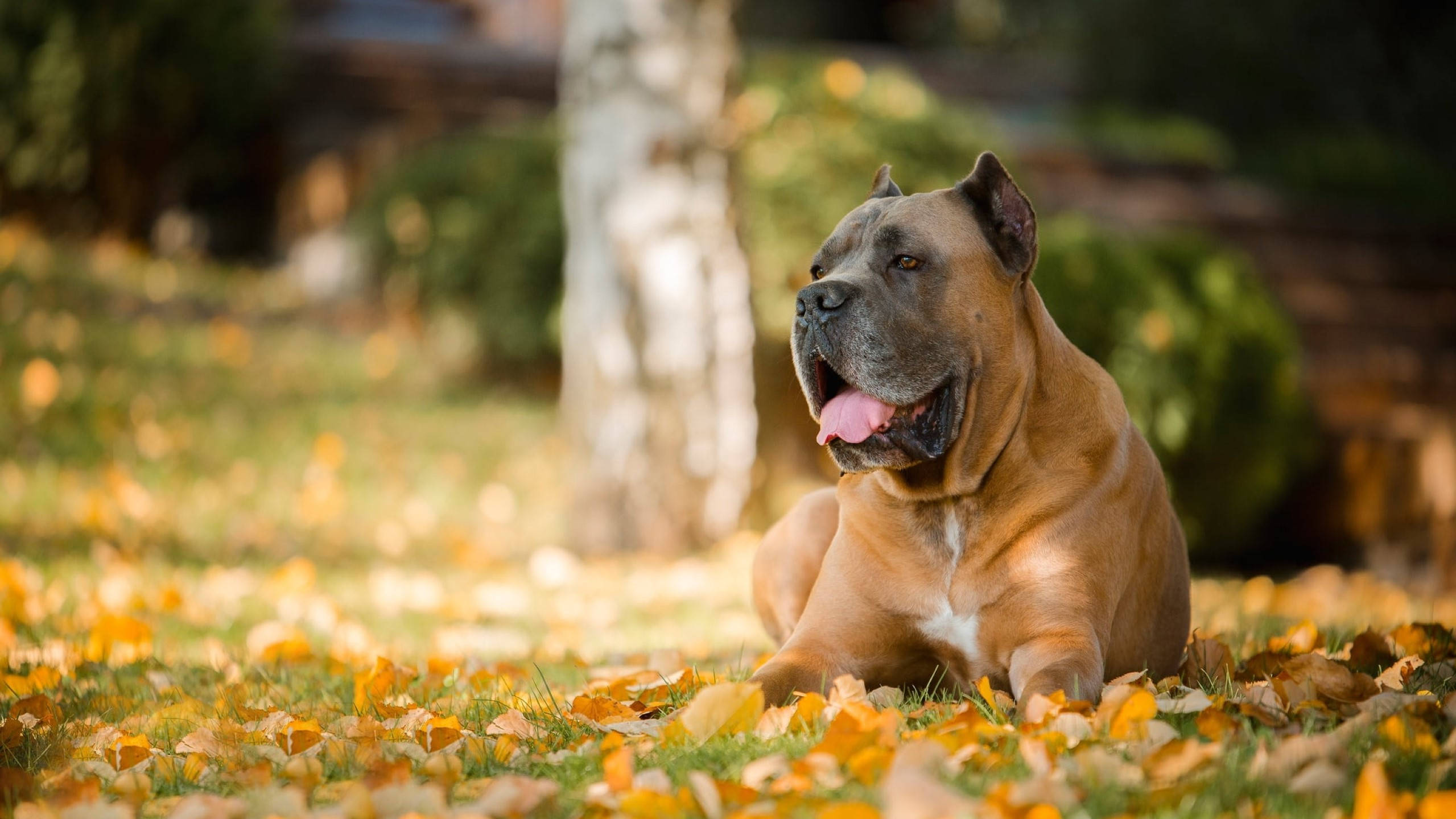 秋日棕卡內羅犬 壁紙 — 一隻肌肉發達的棕色狗在陽光普照、鋪滿金色秋葉的田野裡快樂地躺著。