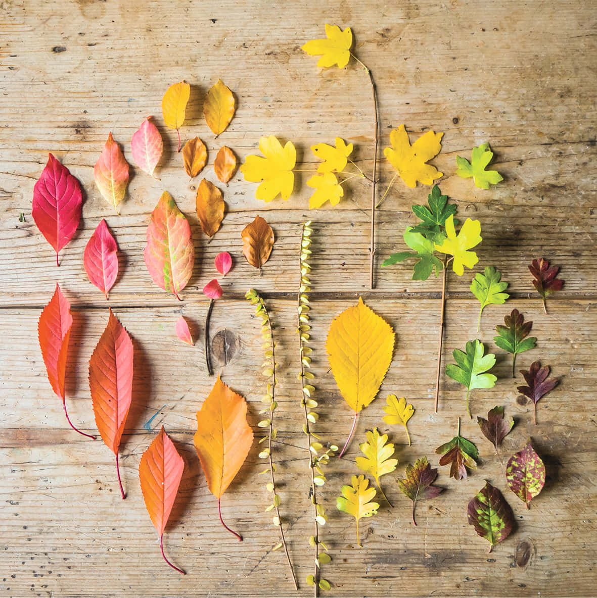 秋日森林的美麗風景 壁紙 — 鮮豔的秋葉以紅色、橙色、黃色和綠色排列在風化的木質表面上。