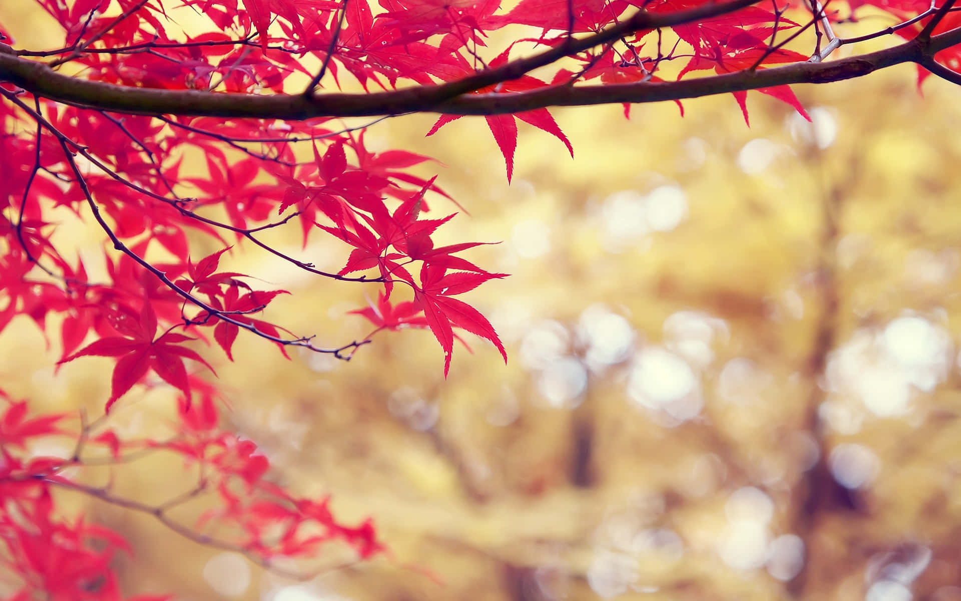 秋天森林中鮮豔的紅色楓葉，帶有金色散景背景。