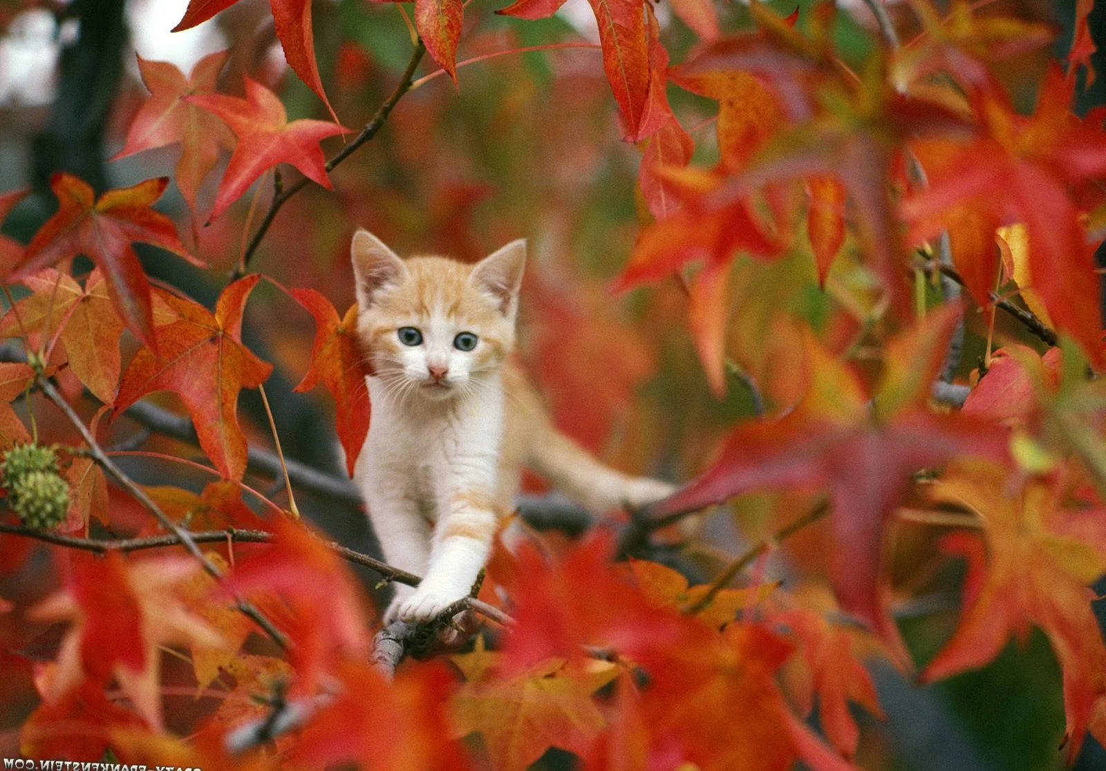 一隻小橙色貓咪坐在樹枝上的紅色秋葉中。