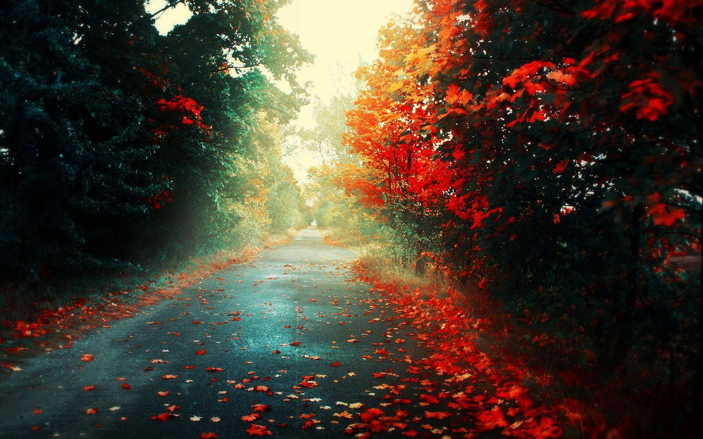 一條寧靜的森林道路，兩旁是鮮豔的紅色秋葉，在斑駁的陽光下。