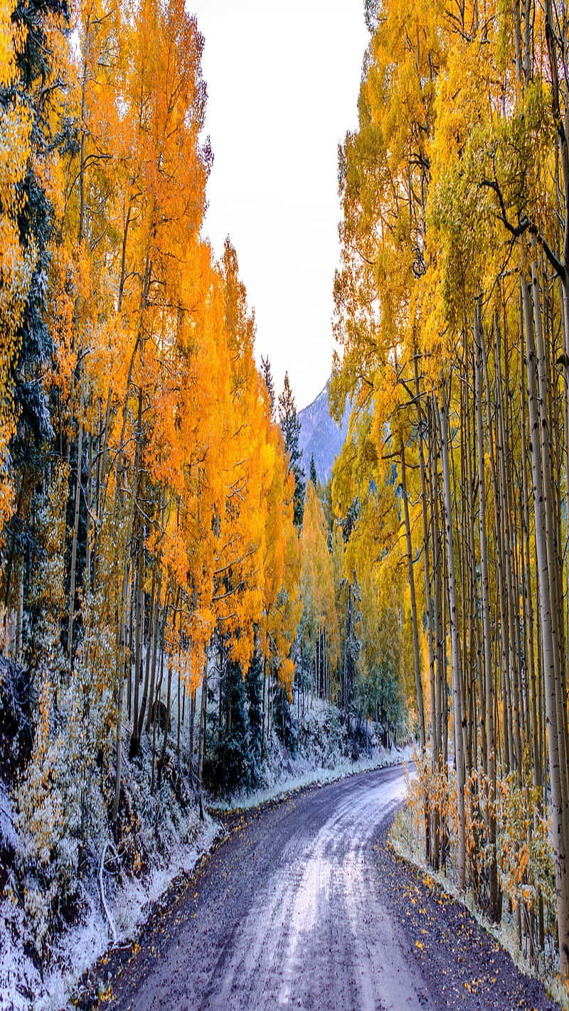 秋日樹林的寧靜風景 壁紙 — 一條蜿蜒的道路穿過一片金黃色的白楊樹林，樹上覆蓋著白雪，天空晴朗。
