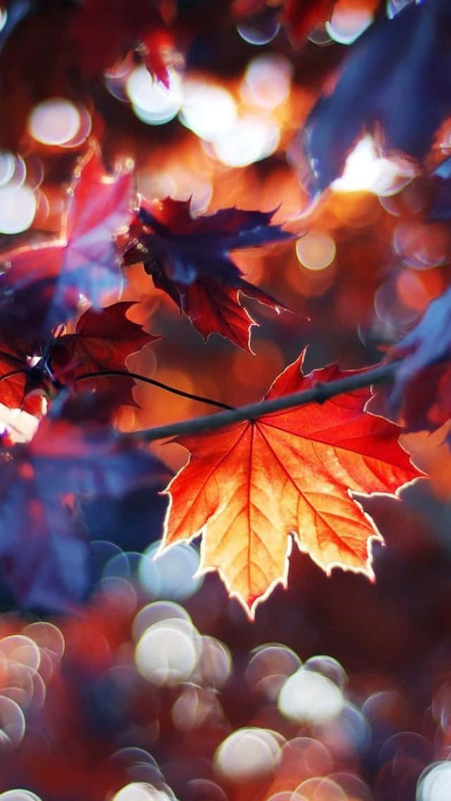 秋日樹葉與薄霧的詩意風景 壁紙 — 一片鮮紅的楓葉在溫暖燈光和秋日色調的散景背景下閃耀。