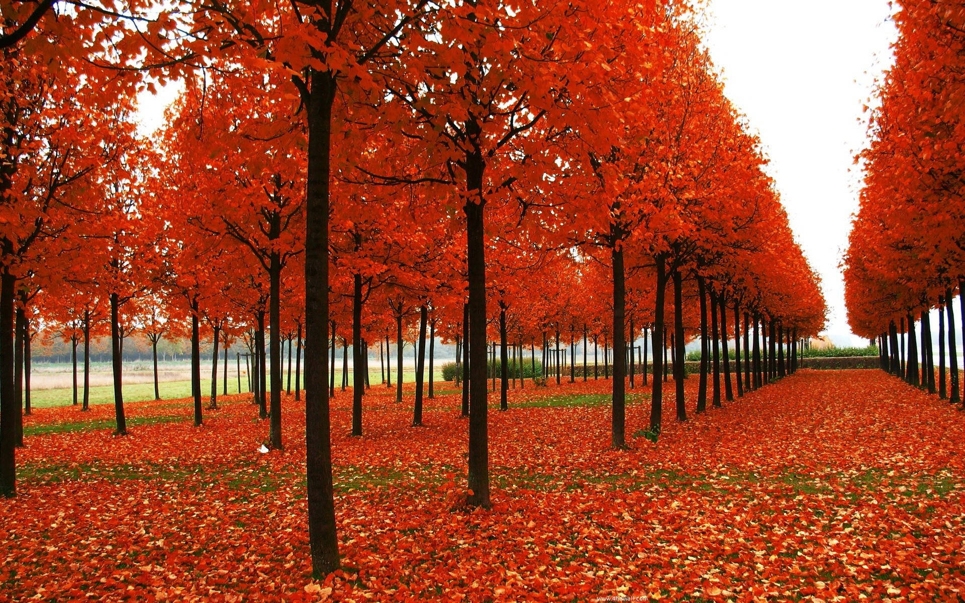 一排排橙色樹木和落葉營造出一條生動的秋天小徑。
