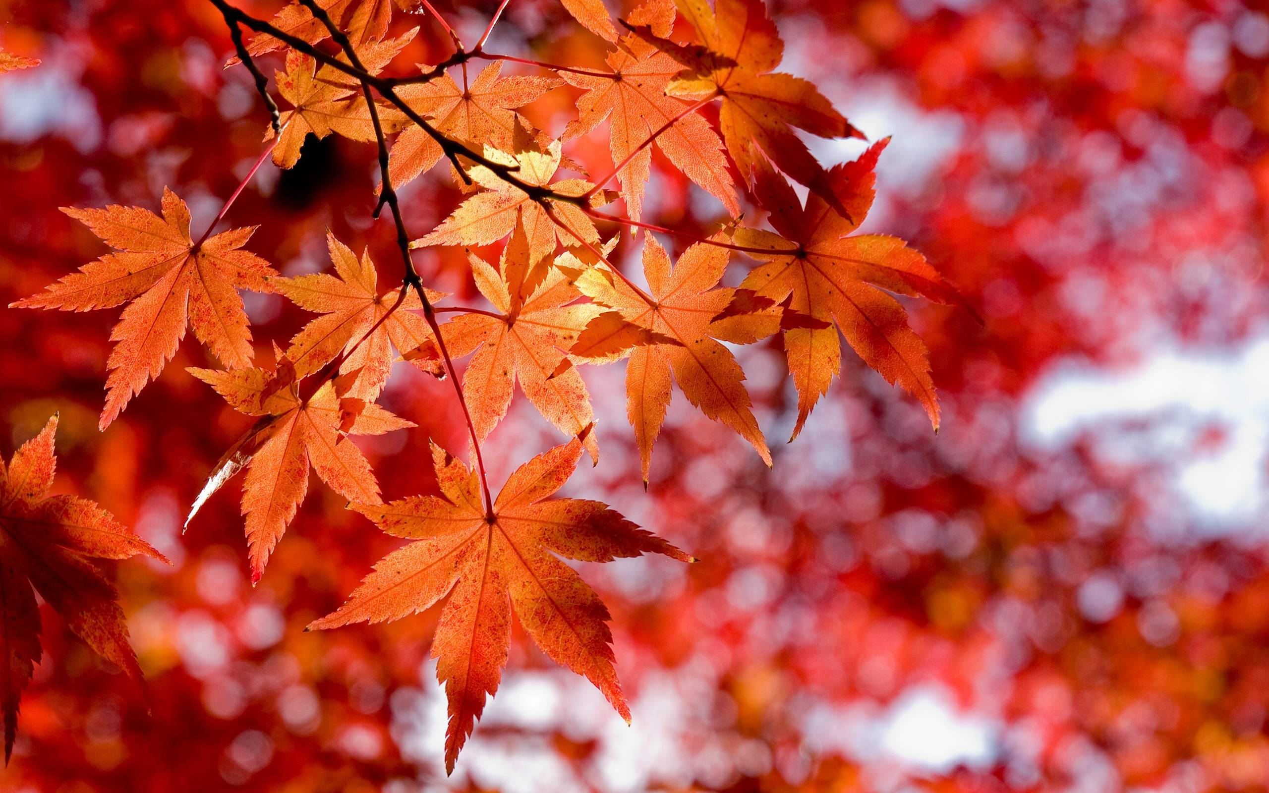 秋日橙色楓樹特寫 壁紙 — 鮮豔的橙色楓葉在柔和模糊的紅白秋日背景下，以銳利焦點閃耀。