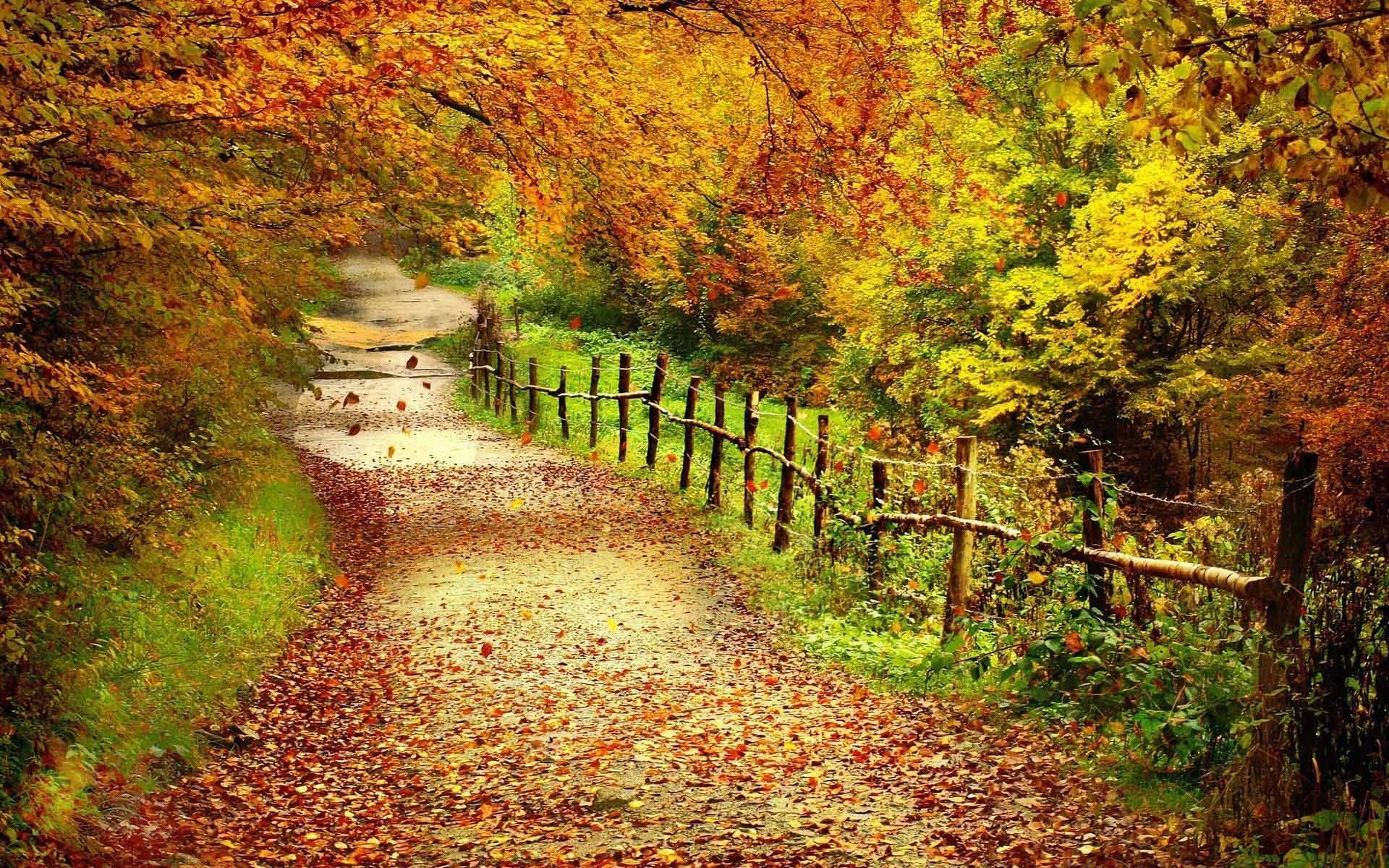 秋日步道自然風景 壁紙 — 一條蜿蜒的泥土小徑覆蓋著落葉，穿過充滿活力的秋日森林，旁邊有質樸的木柵欄。