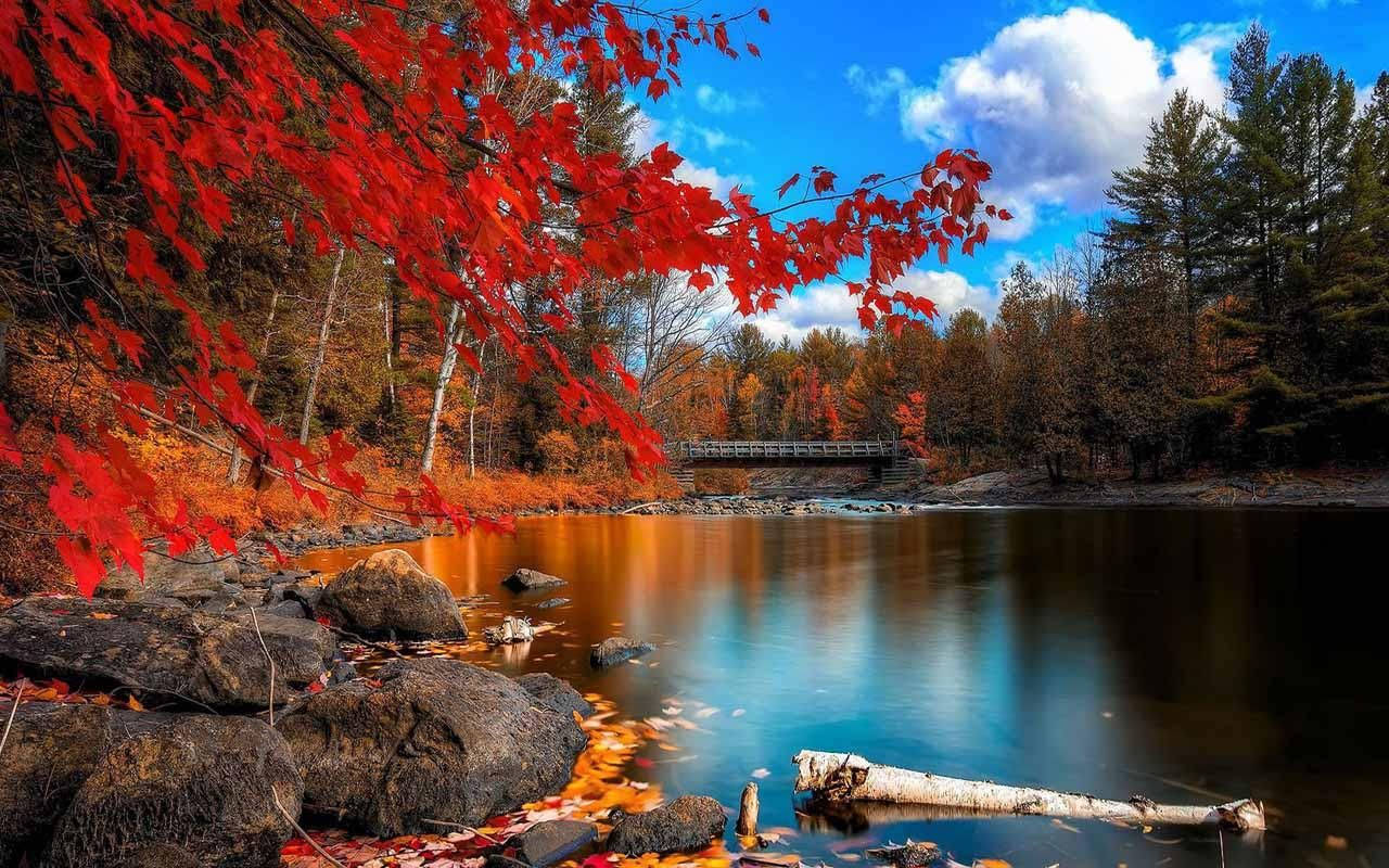 秋日河景，有紅色楓葉和木橋，藍天白雲。