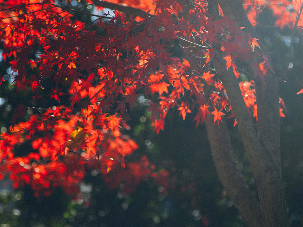 明亮的紅楓葉被陽光照射，映襯著深色的樹枝。