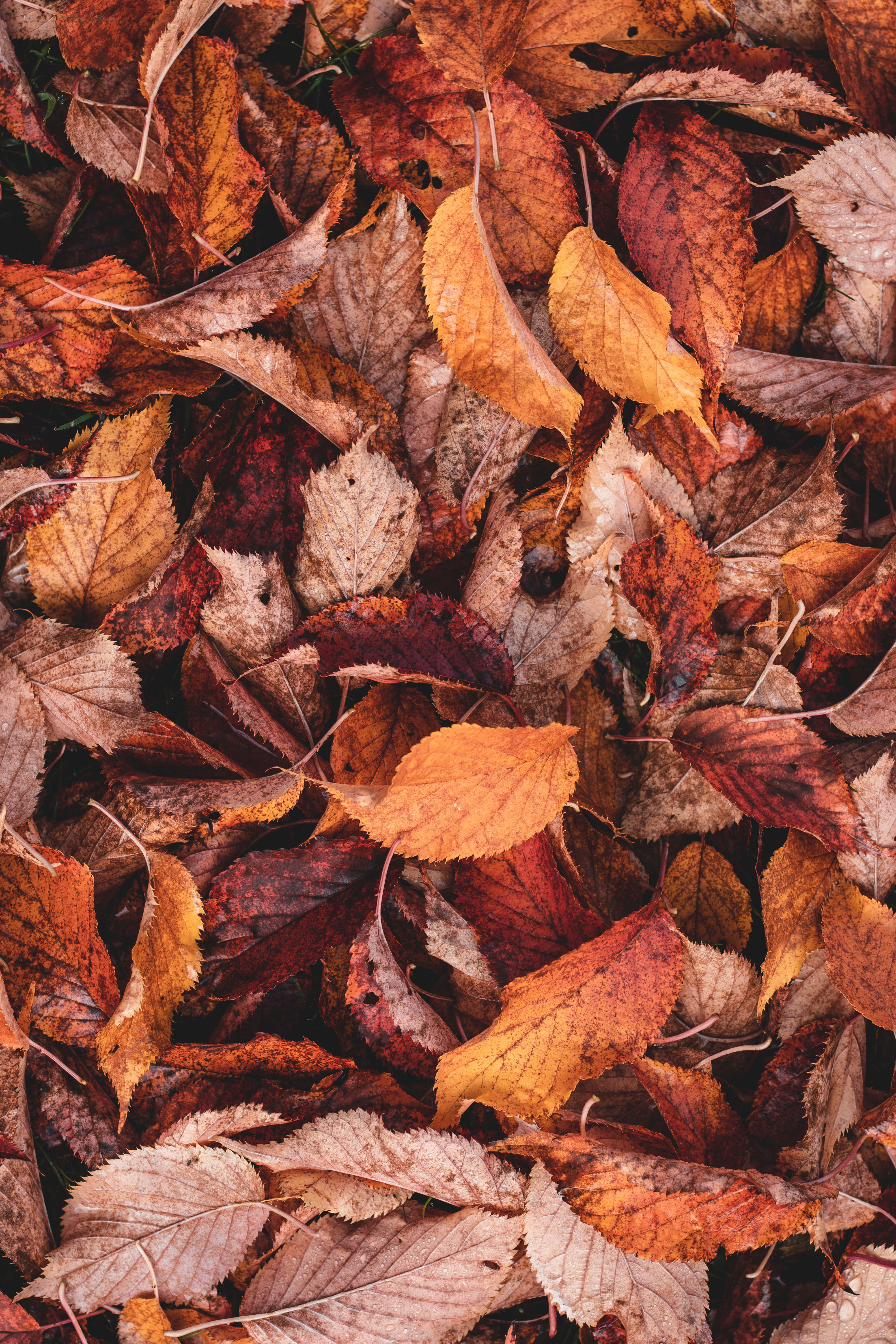 秋日盛景：秋葉繽紛奪目 壁紙 — 橙色、紅色和棕色色調的鮮豔秋葉緊密散落在地面上的特寫。