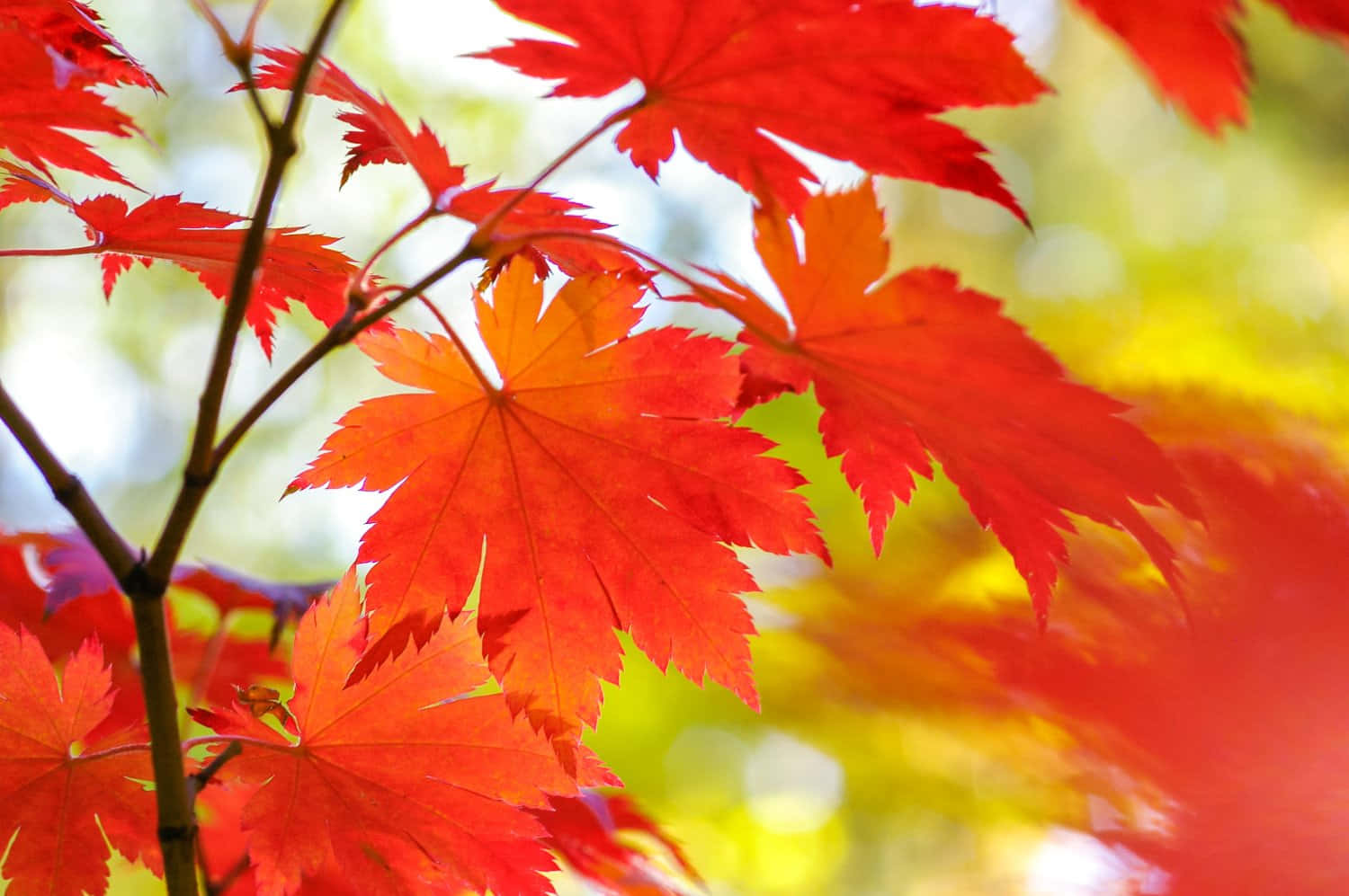 秋日盛景盡顯風華 壁紙 — 鮮紅的楓葉在柔和模糊的金黃色和綠色樹葉背景下閃耀。
